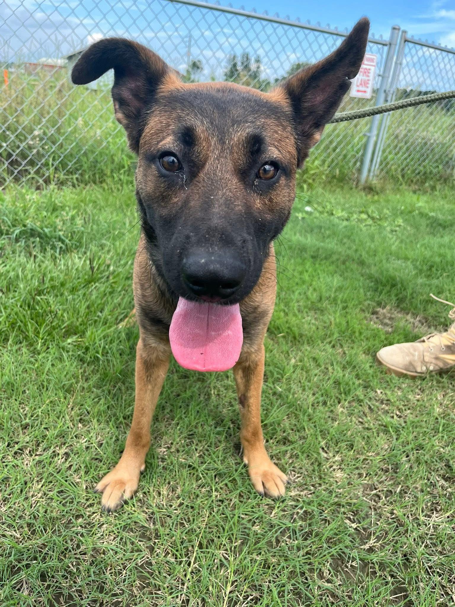 Enlarge Snoopie, a Adoptable mixed breed in Mullins, SC image 4/6