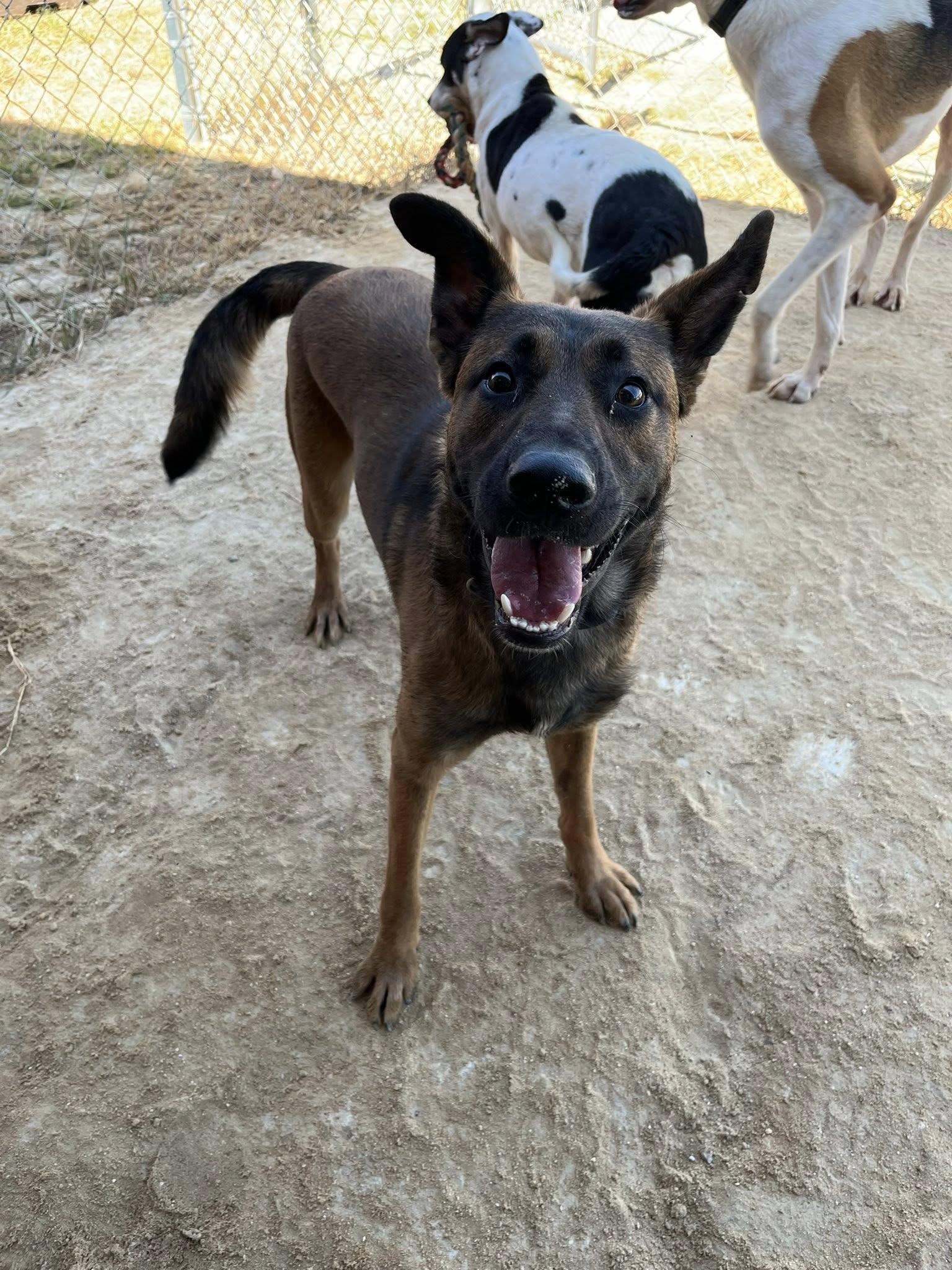 Snoopie, Adoptable, Adult Male Belgian Shepherd / Malinois.