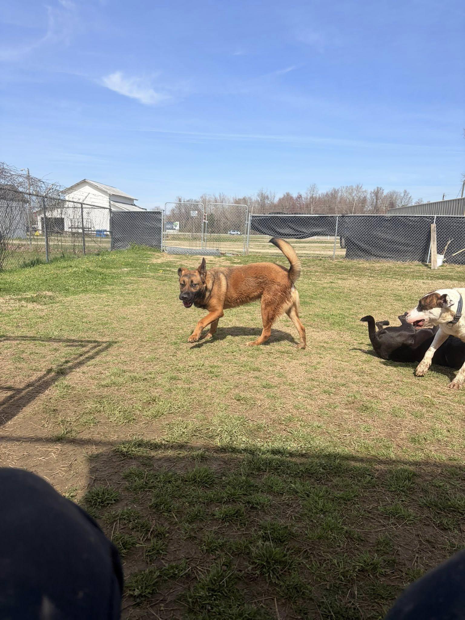 Enlarge Snoopie, a Adoptable mixed breed in Mullins, SC image 6/6
