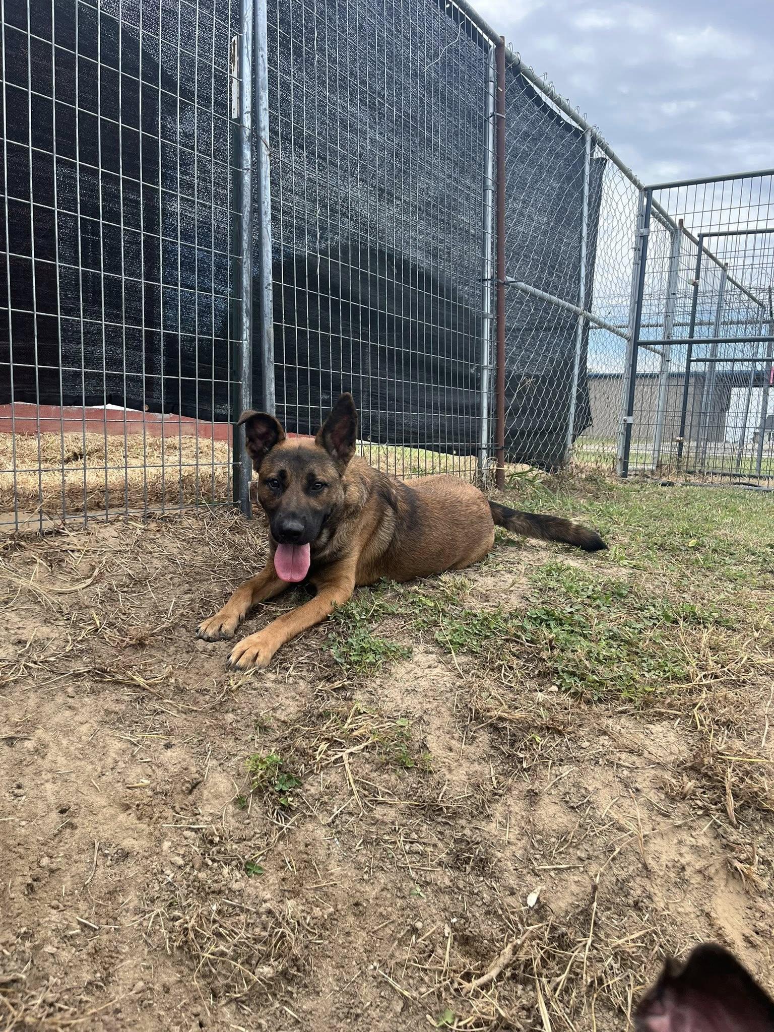 Enlarge Snoopie, a Adoptable mixed breed in Mullins, SC image 2/2