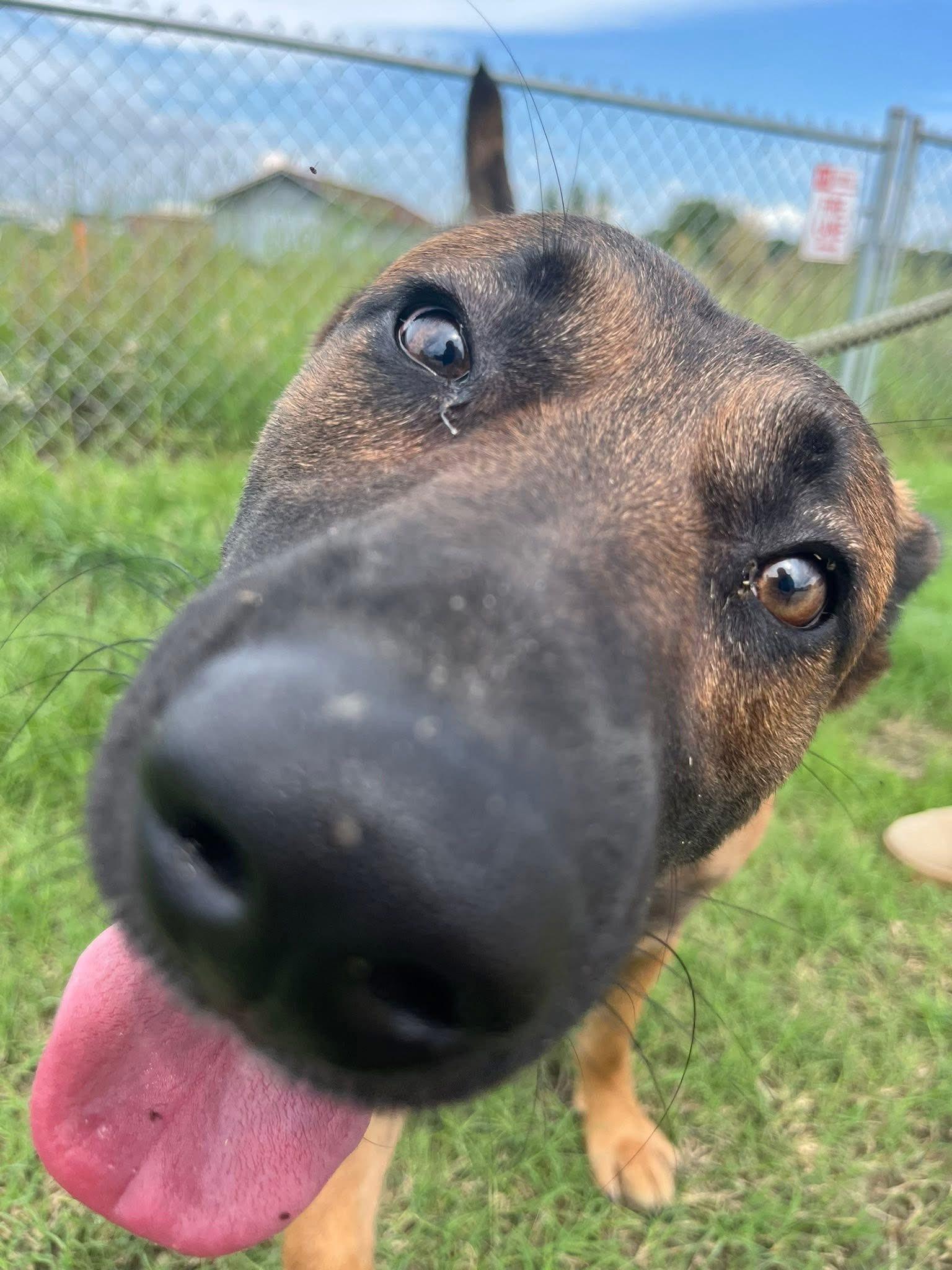 Enlarge Snoopie, a Adoptable mixed breed in Mullins, SC image 3/6