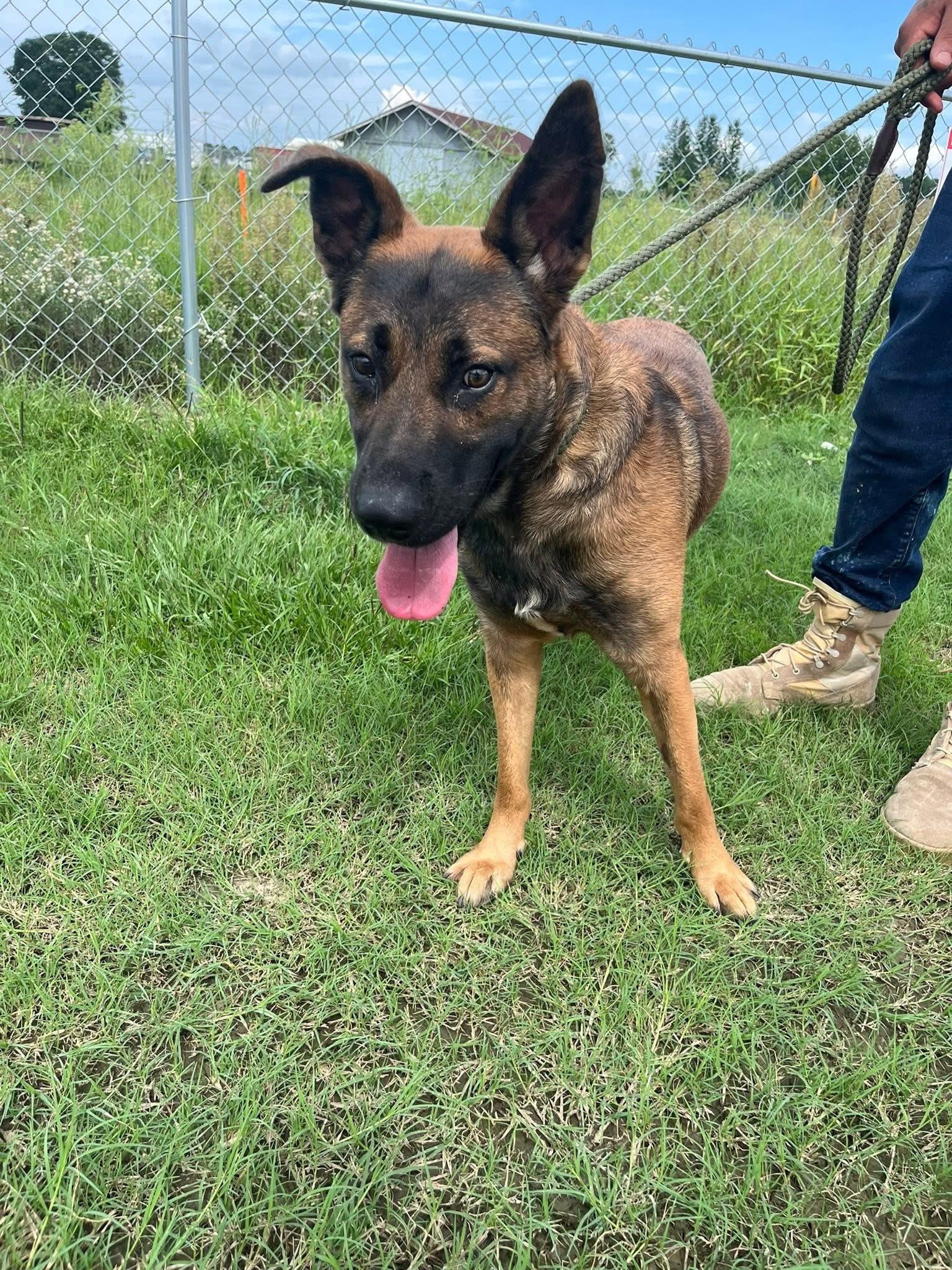 Enlarge Snoopie, a Adoptable mixed breed in Mullins, SC image 5/6