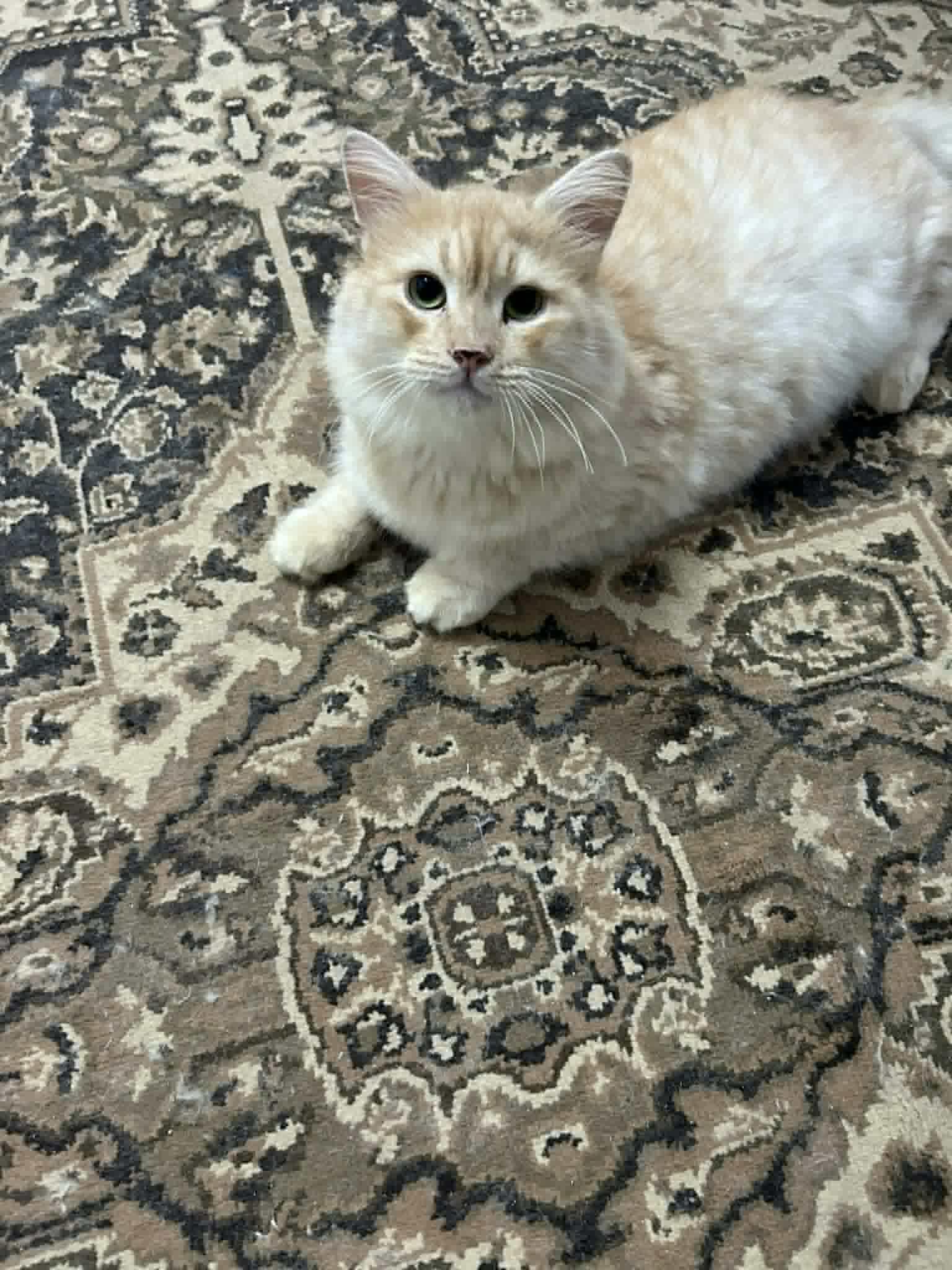 Zyan, Adoptable, Young Male Siberian & Ragamuffin.