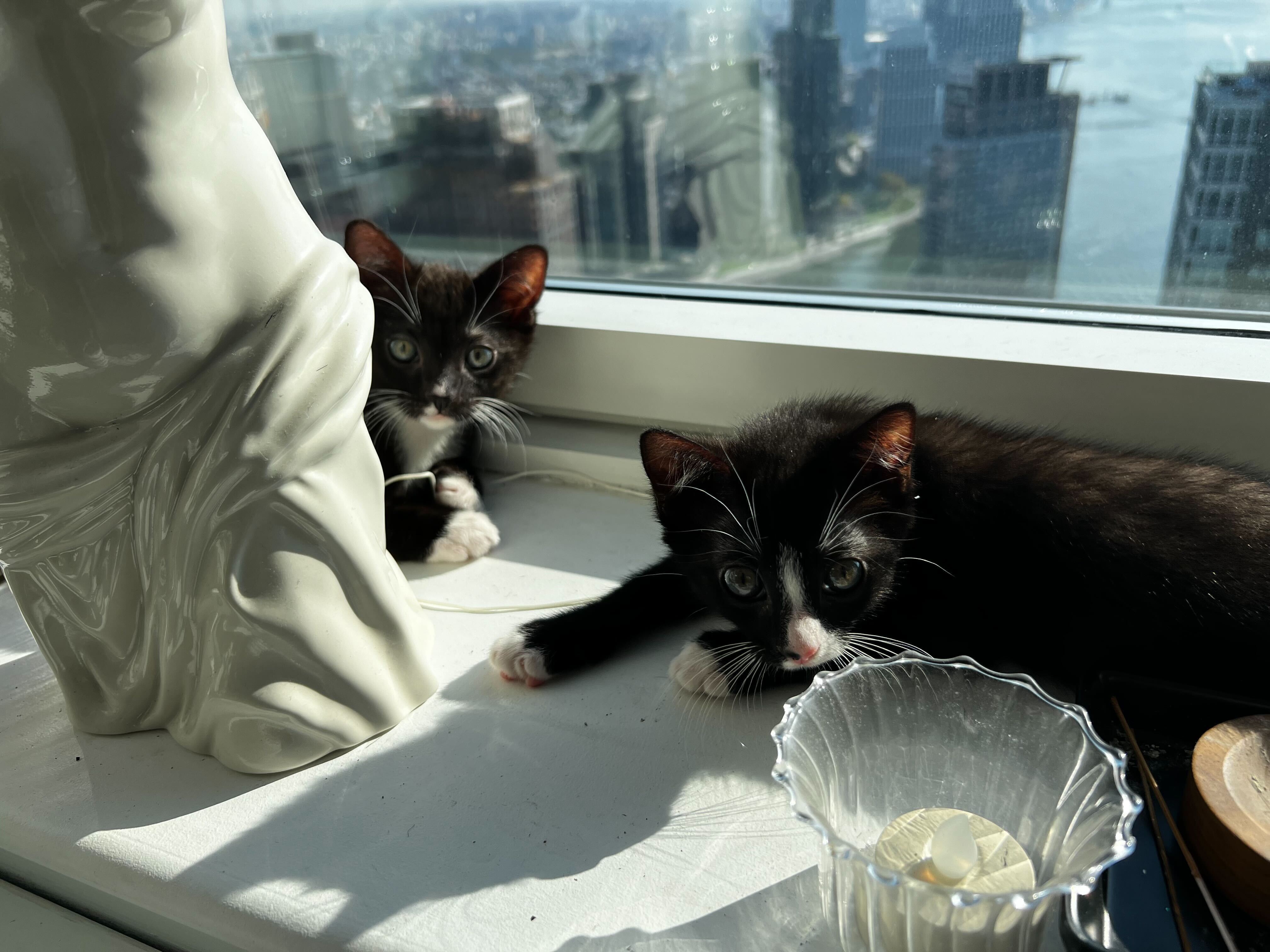 Enlarge Snapple - Bonded to Dew Drop, a Adopted Domestic Short Hair in Long Island City, NY image 1/6