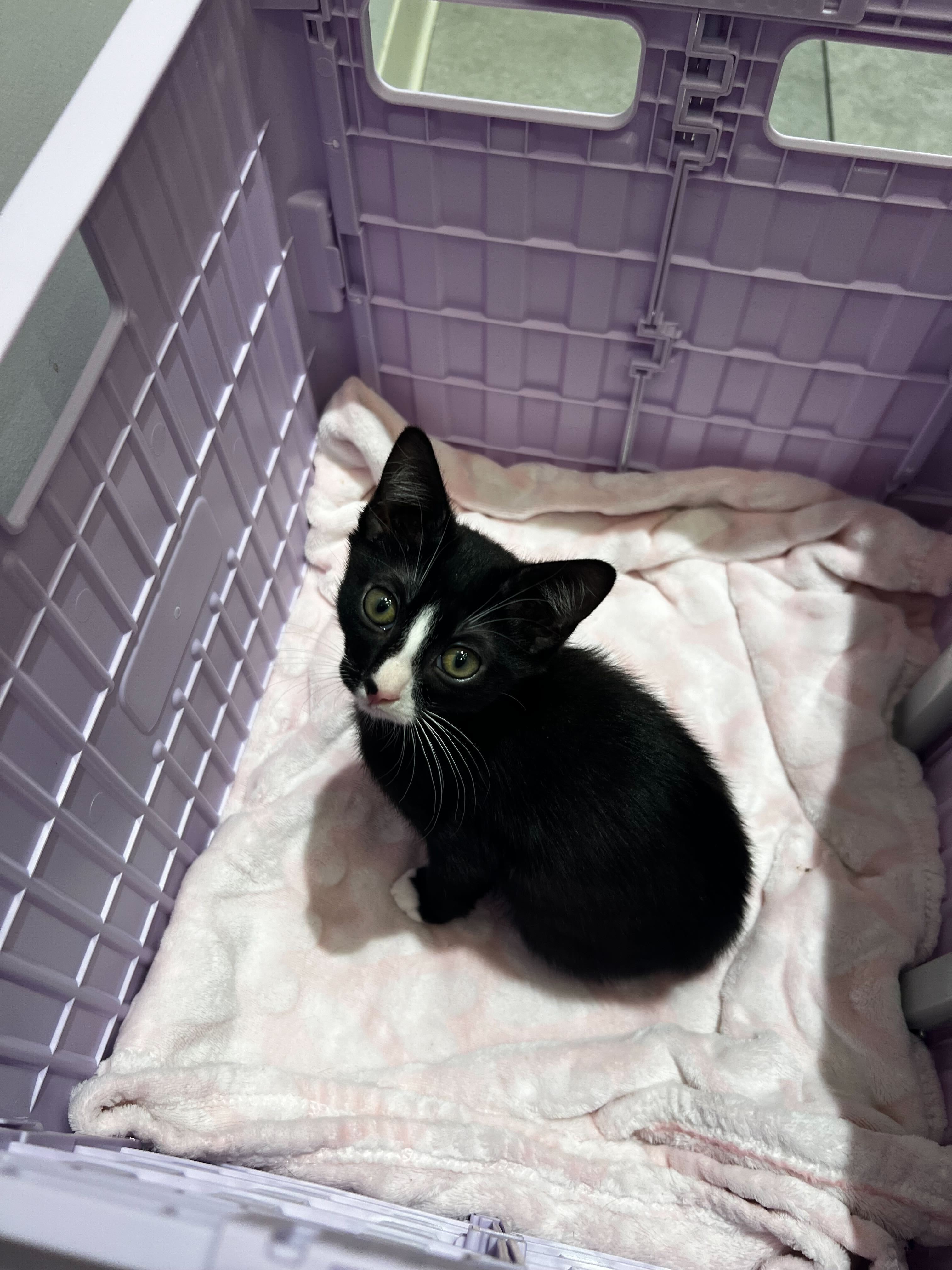 Enlarge Snapple - Bonded to Dew Drop, a Adopted Domestic Short Hair in Long Island City, NY image 2/6