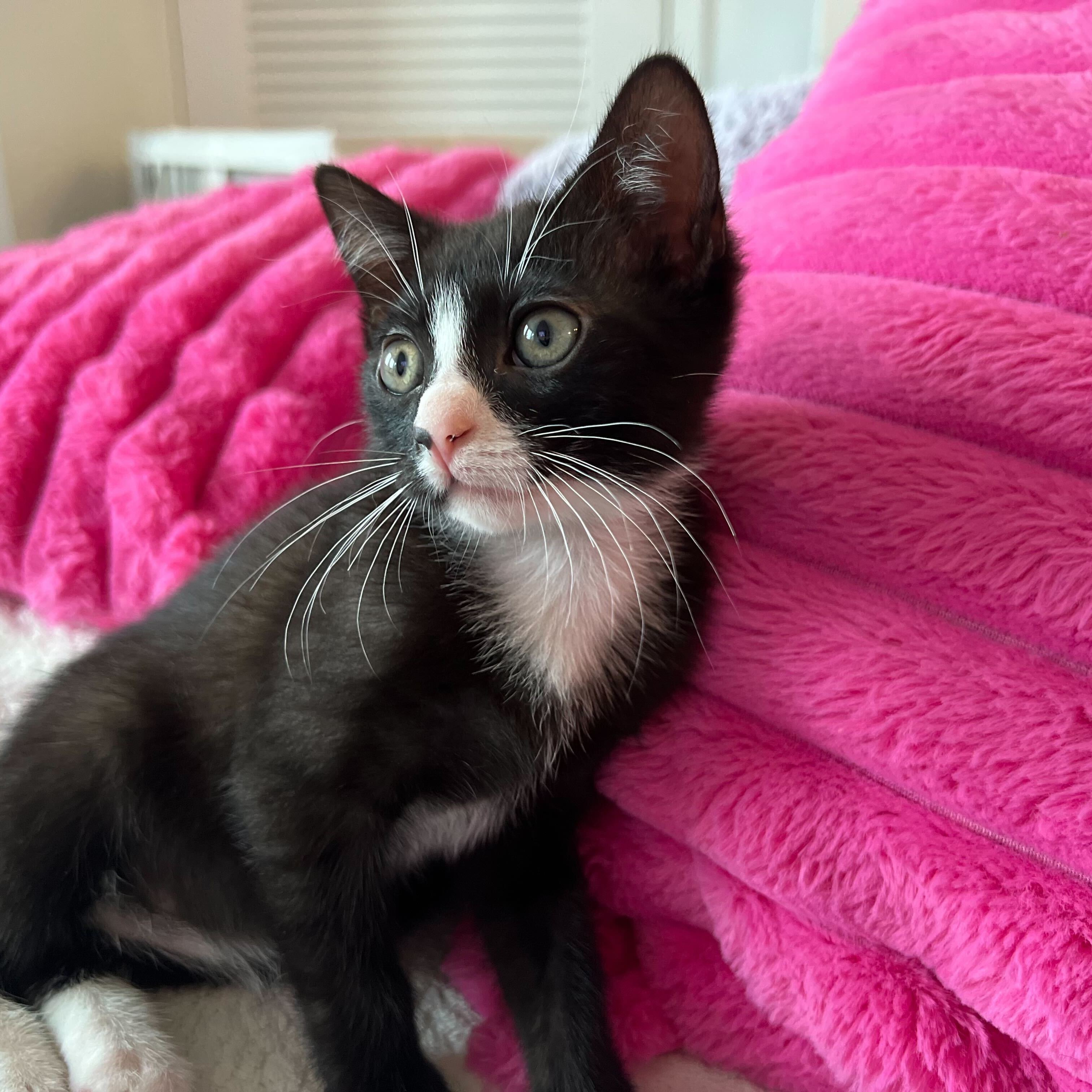 Enlarge Snapple - Bonded to Dew Drop, a Adopted Domestic Short Hair in Long Island City, NY image 3/6