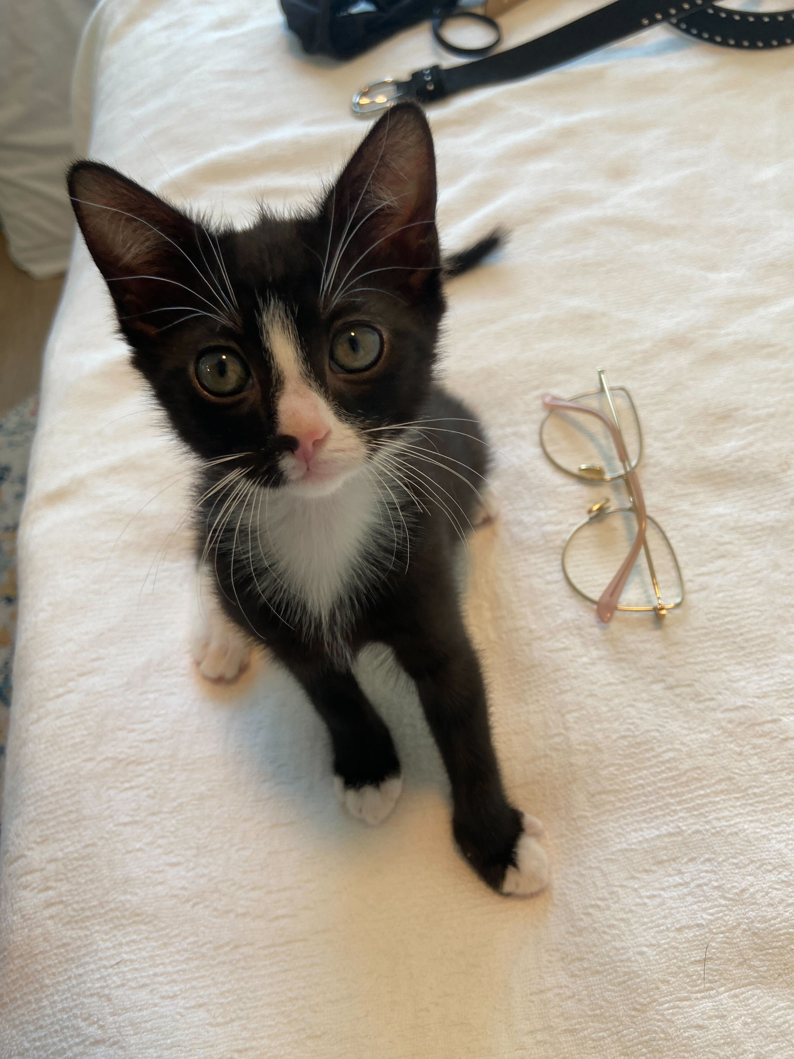 Enlarge Snapple - Bonded to Dew Drop, a Adopted Domestic Short Hair in Long Island City, NY image 4/6