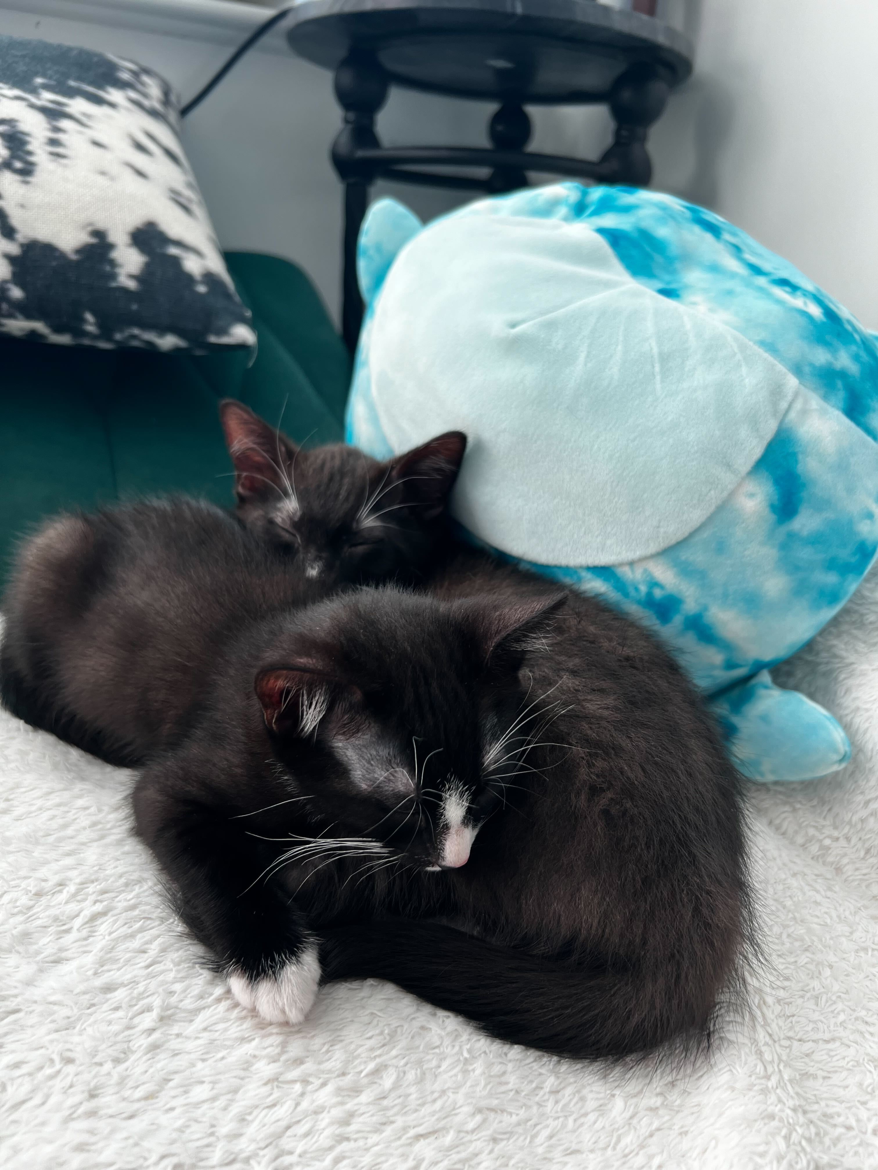 Enlarge Snapple - Bonded to Dew Drop, a Adopted Domestic Short Hair in Long Island City, NY image 5/6