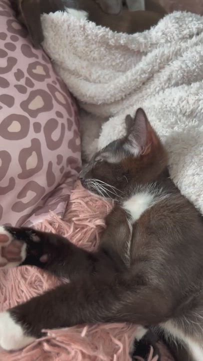 Enlarge Snapple - Bonded to Dew Drop, a Adopted Domestic Short Hair in Long Island City, NY video 6/6