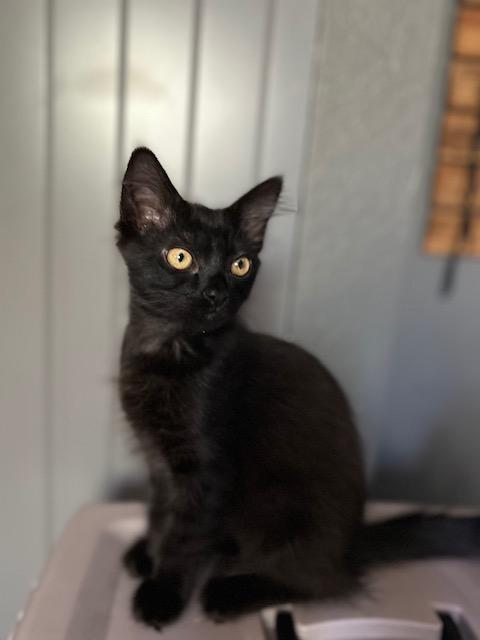 Lucky - Spunky and Curious 1