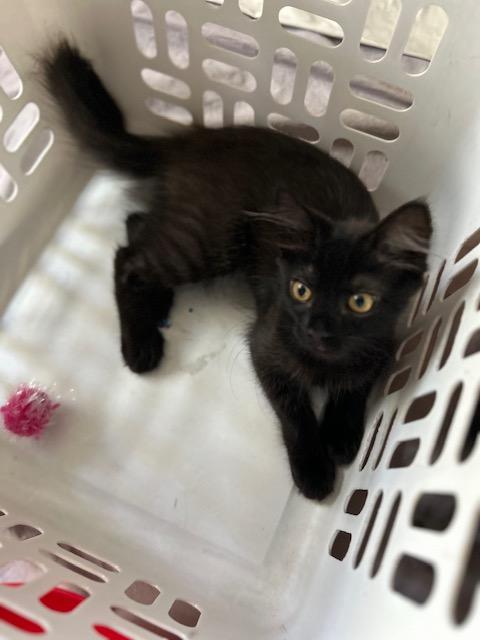 Lucky - Spunky and Curious 2