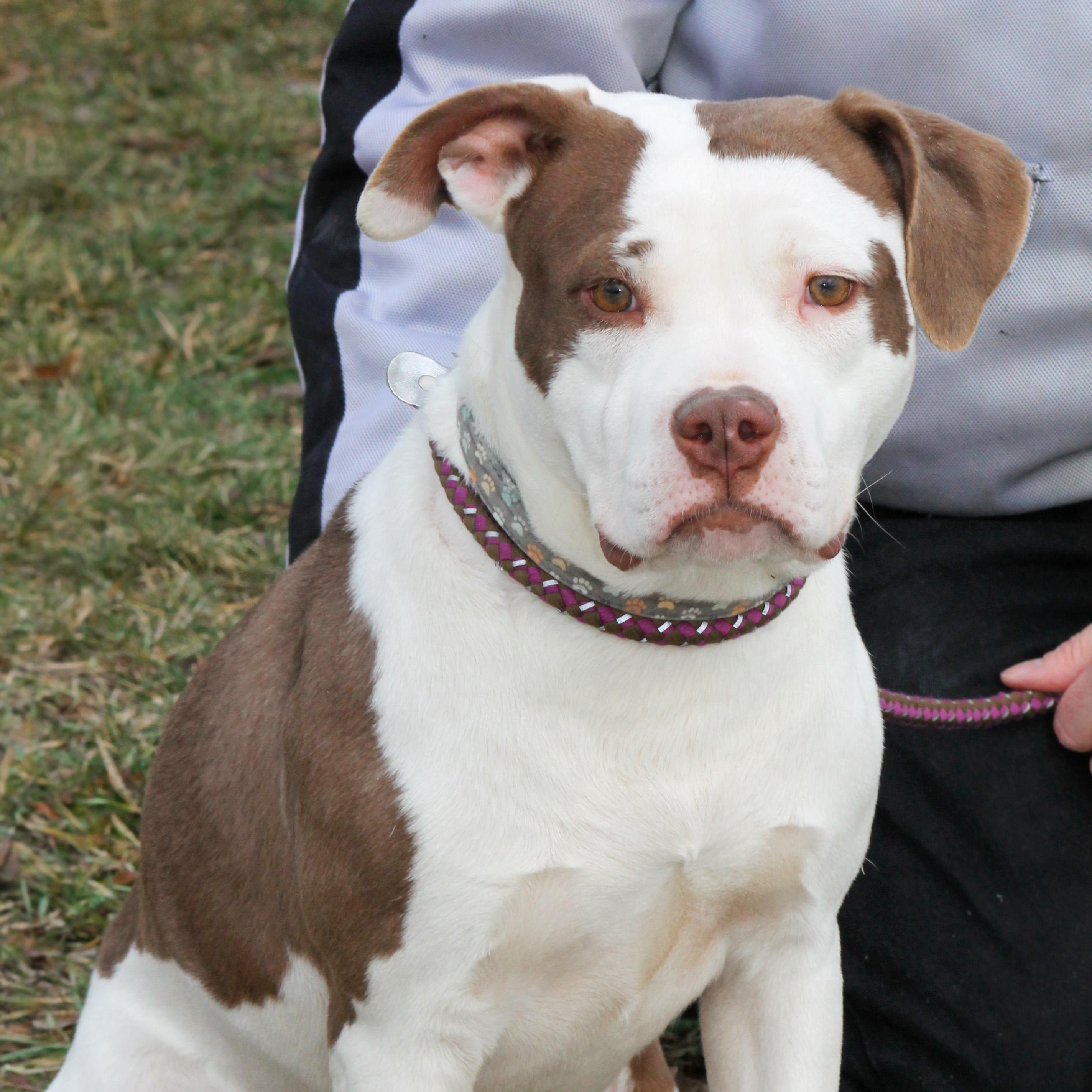BUFFY, ADOPTABLE, Adult Female Pit Bull Terrier.