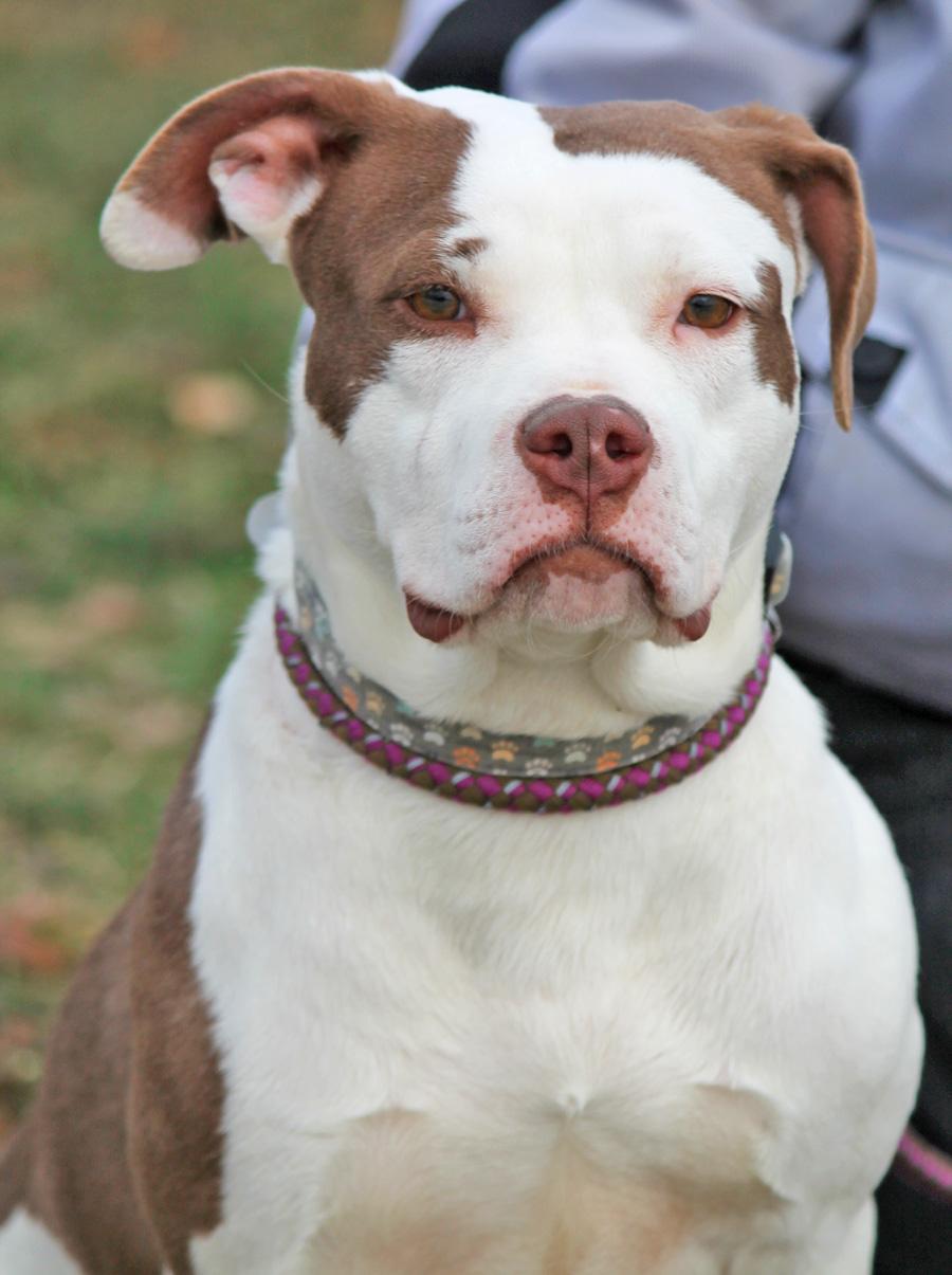 Enlarge BUFFY, a ADOPTABLE mixed breed in Wyandotte, MI image 4/6