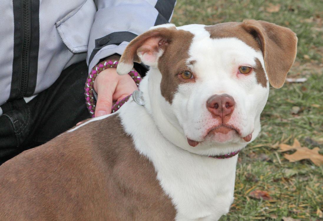 Enlarge BUFFY, a ADOPTABLE mixed breed in Wyandotte, MI image 3/6