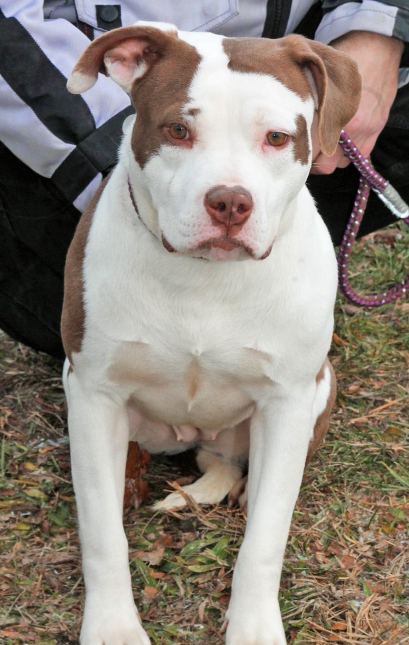 Enlarge BUFFY, a ADOPTABLE mixed breed in Wyandotte, MI image 2/6