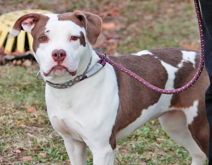 Enlarge BUFFY, a ADOPTABLE mixed breed in Wyandotte, MI image 5/6