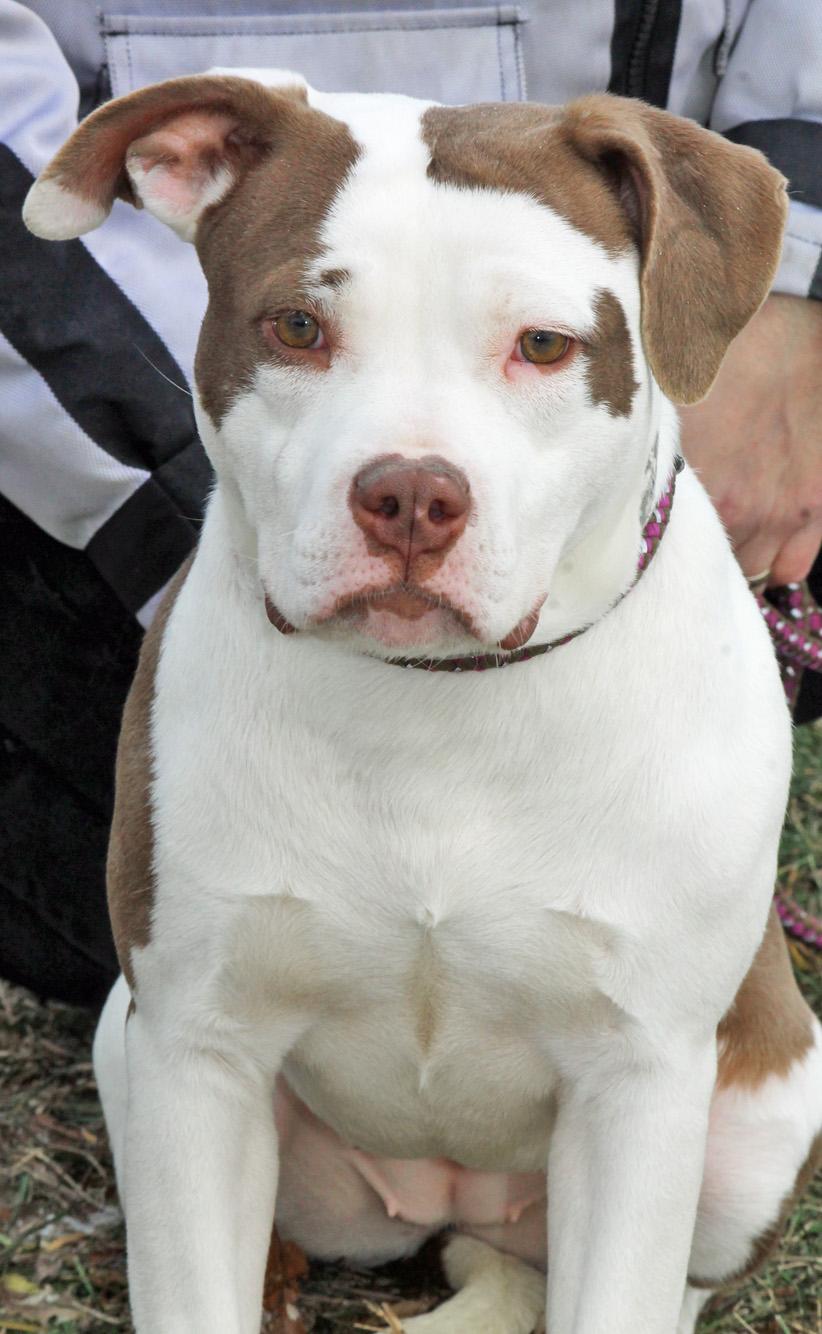 BUFFY, ADOPTABLE, Adult Female Pit Bull Terrier.