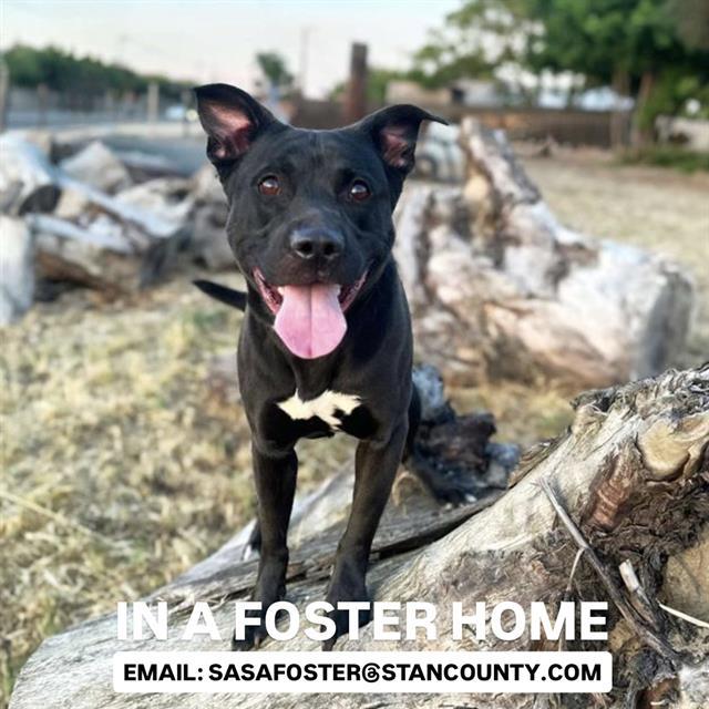 BUDDY, Adoptable, Adult Male Pit Bull Terrier & Mixed Breed.