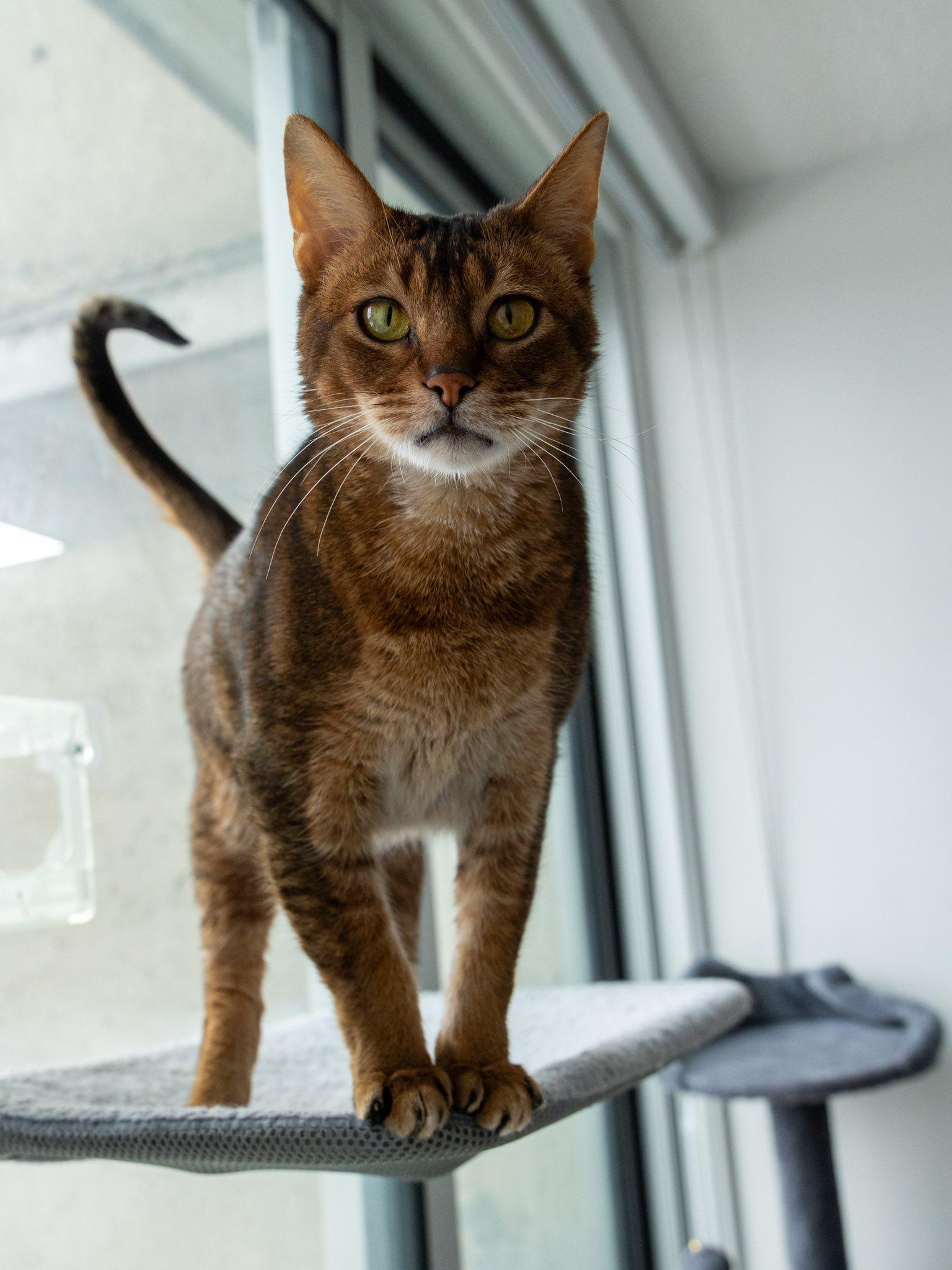 Sunny, an adopted Abyssinian in Montreal, QC image 1/6