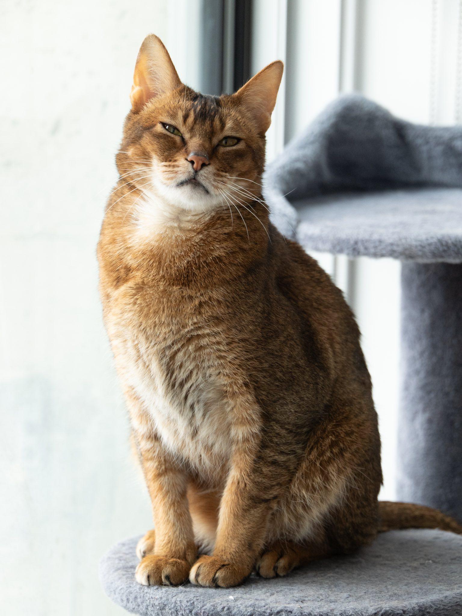 Sunny, an adopted Abyssinian in Montreal, QC image 6/6
