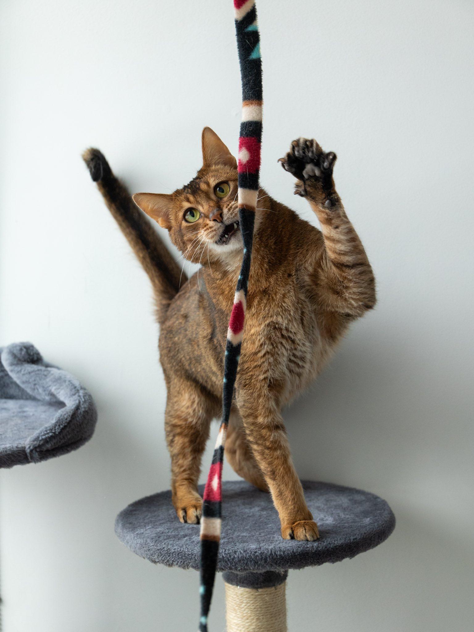 Sunny, an adopted Abyssinian in Montreal, QC image 3/6