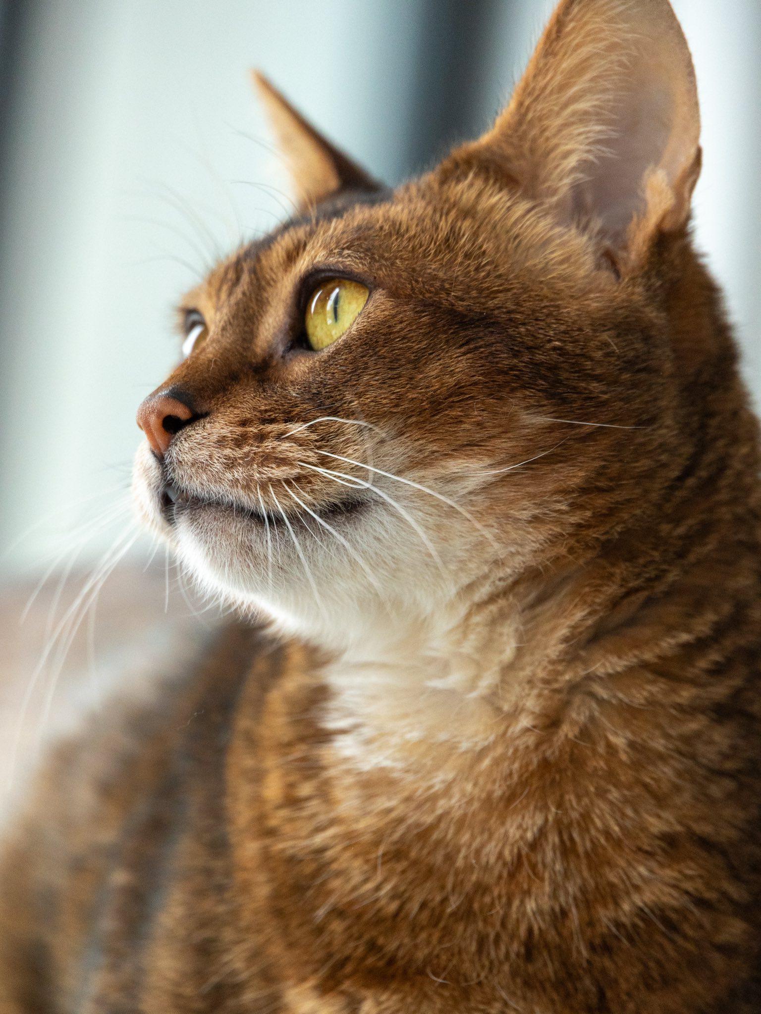 Sunny, an adopted Abyssinian in Montreal, QC image 5/6