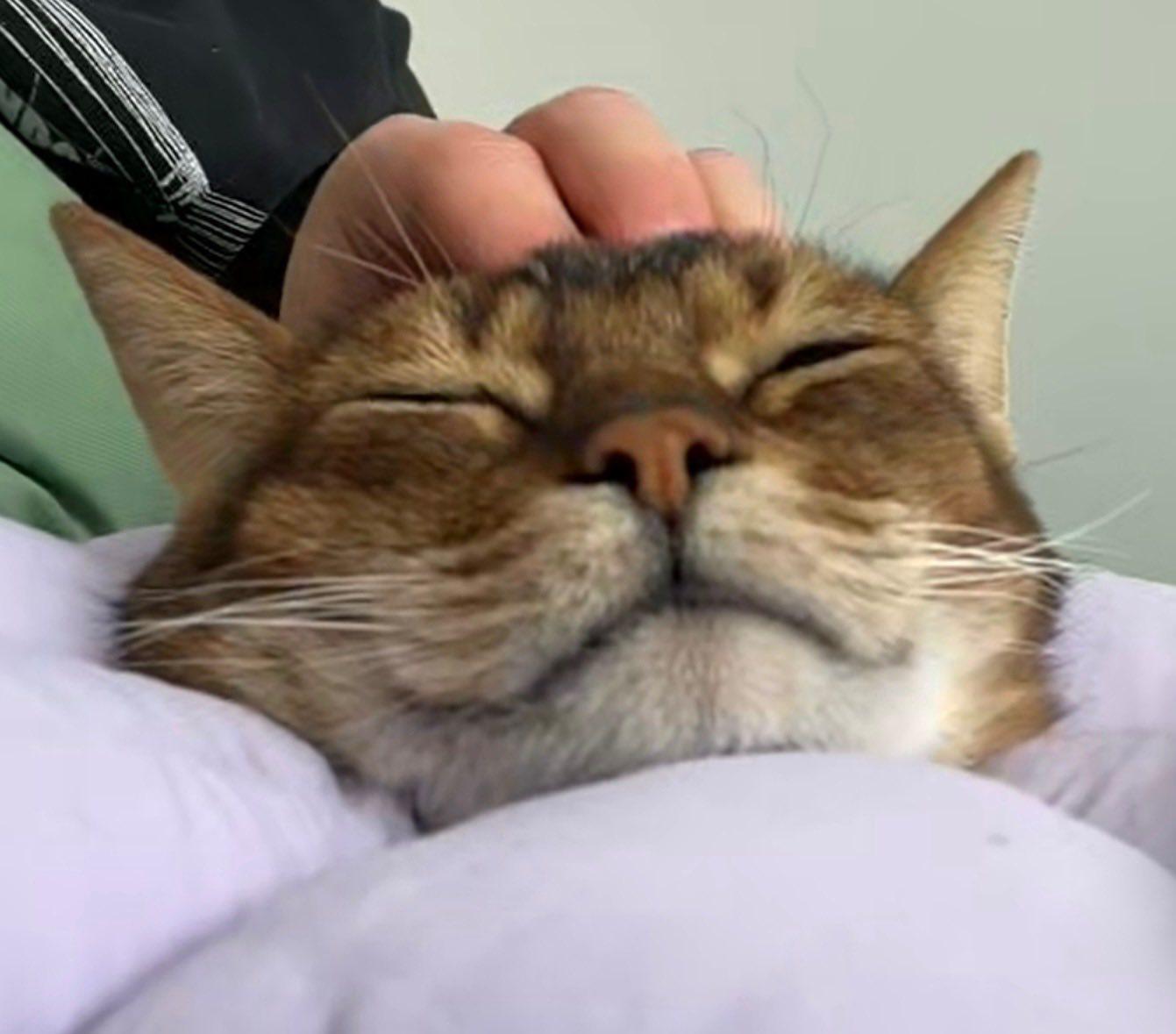 Sunny, an adopted Abyssinian in Montreal, QC image 4/6