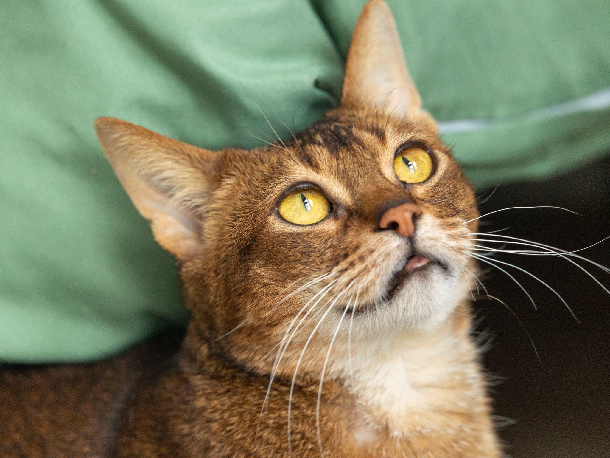 Sunny, an adopted Abyssinian in Montreal, QC image 2/6