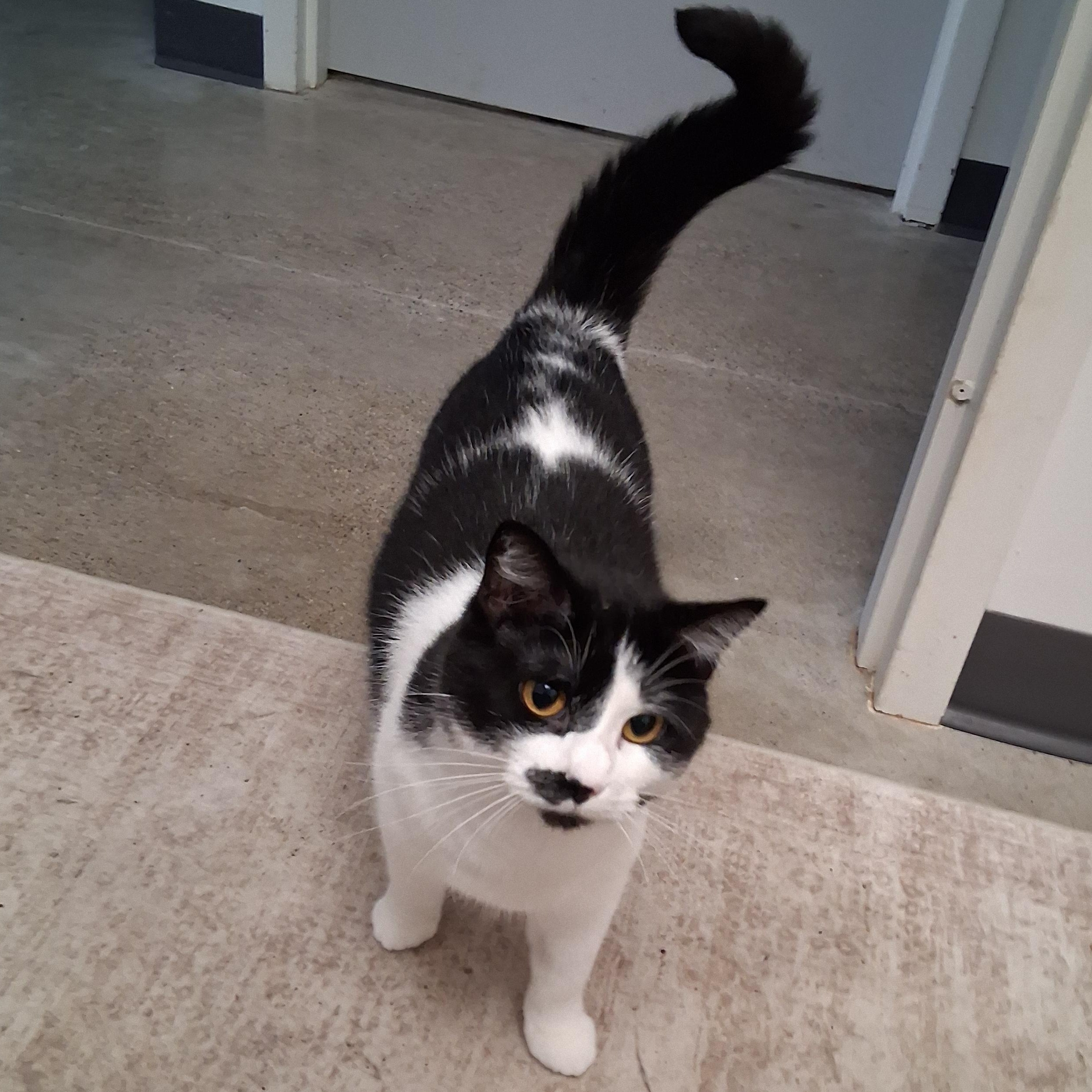 Olive, ADOPTABLE, Adult Female Domestic Short Hair.