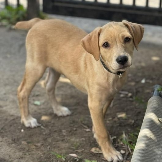Enlarge Dorotea, an adopted mixed breed in Albany, NY image 3/6