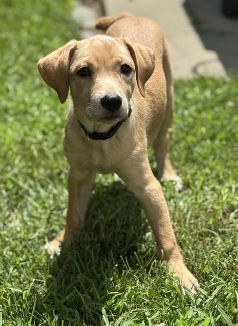 Enlarge Dorotea, an adopted mixed breed in Albany, NY image 4/6