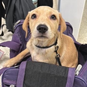 Enlarge Dorotea, an adopted mixed breed in Albany, NY image 5/6