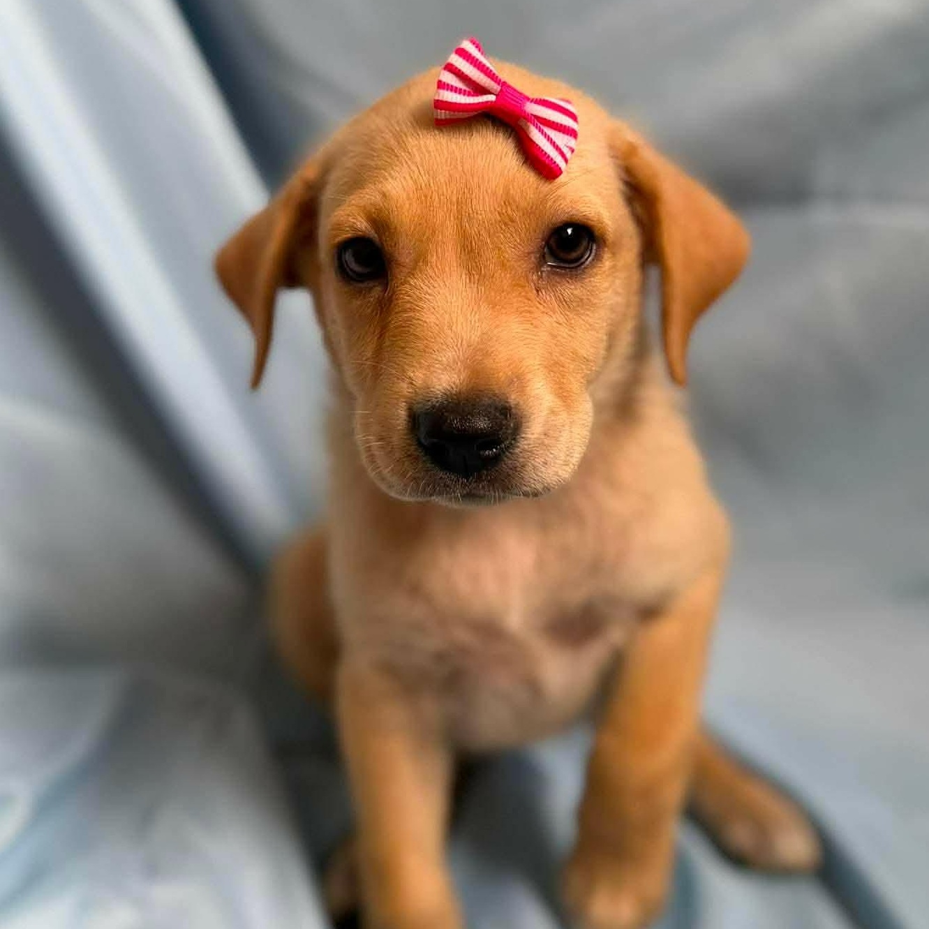 Dorotea, adopted, Puppy Female Labrador Retriever.