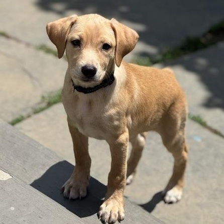 Enlarge Dorotea, an adopted mixed breed in Albany, NY image 2/6