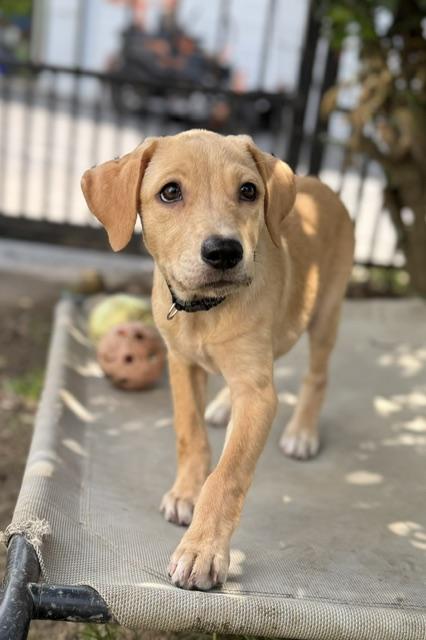 Enlarge Dorotea, an adopted mixed breed in Albany, NY image 6/6