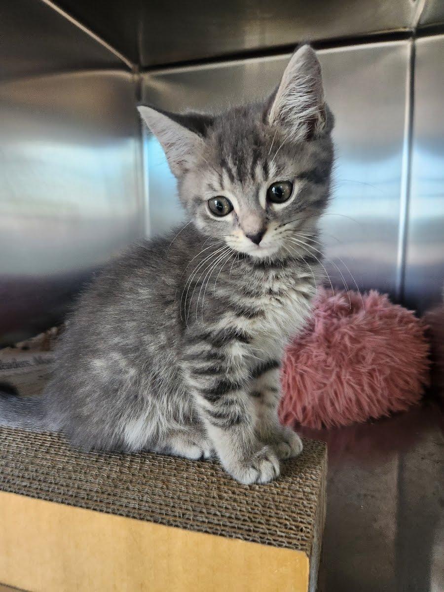 Enlarge Ebert, an adopted Domestic Short Hair in Greenback, TN image 2/2