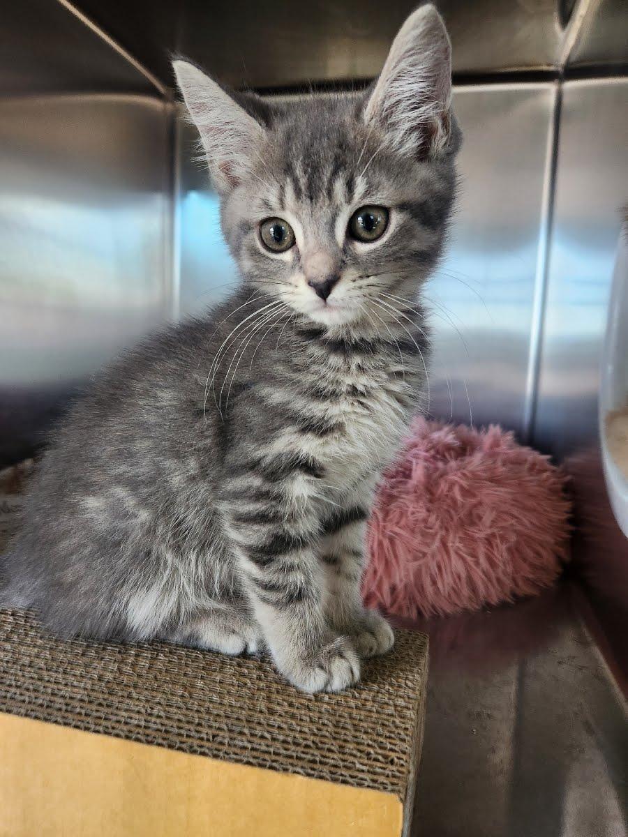 Ebert, adopted, Kitten Male Domestic Short Hair.