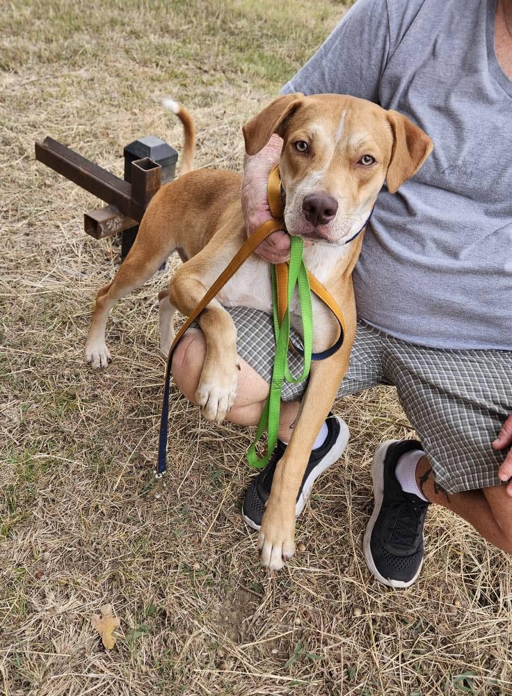 Gator, ADOPTABLE, Adult Male Australian Cattle Dog / Blue Heeler.