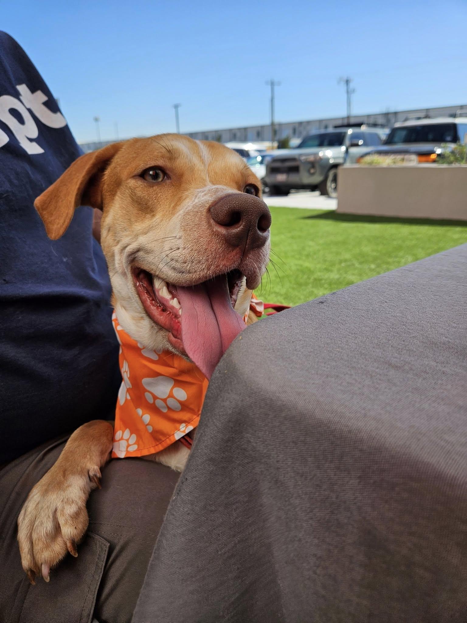 Gator, a ADOPTABLE Australian Cattle Dog / Blue Heeler in Colleyville, TX image 4/6