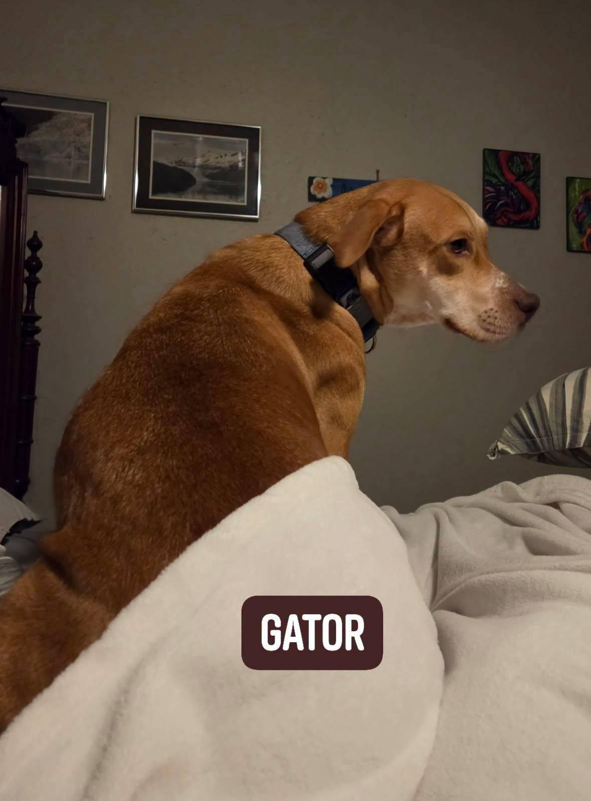Gator, a ADOPTABLE Australian Cattle Dog / Blue Heeler in Colleyville, TX image 3/6