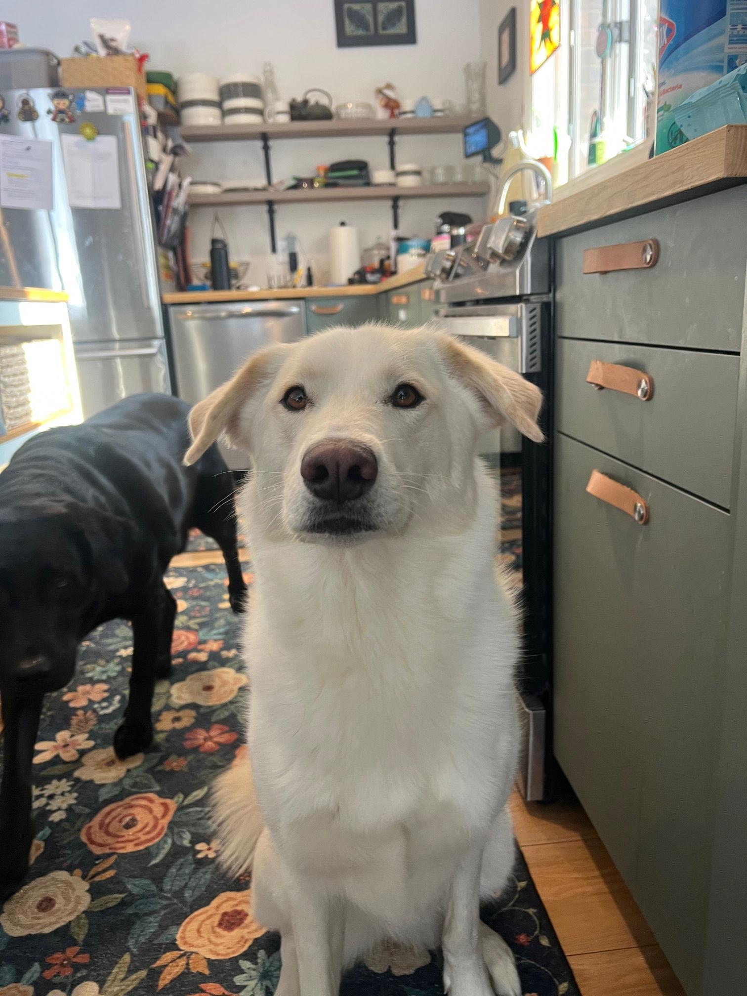 Jinx, Adoptable, Young Female Husky & Great Pyrenees.