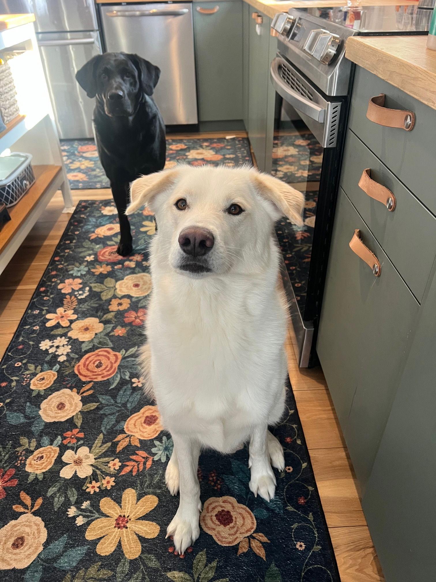 Enlarge Jinx, a Adoptable mixed breed in Fort Thomas, KY image 3/3