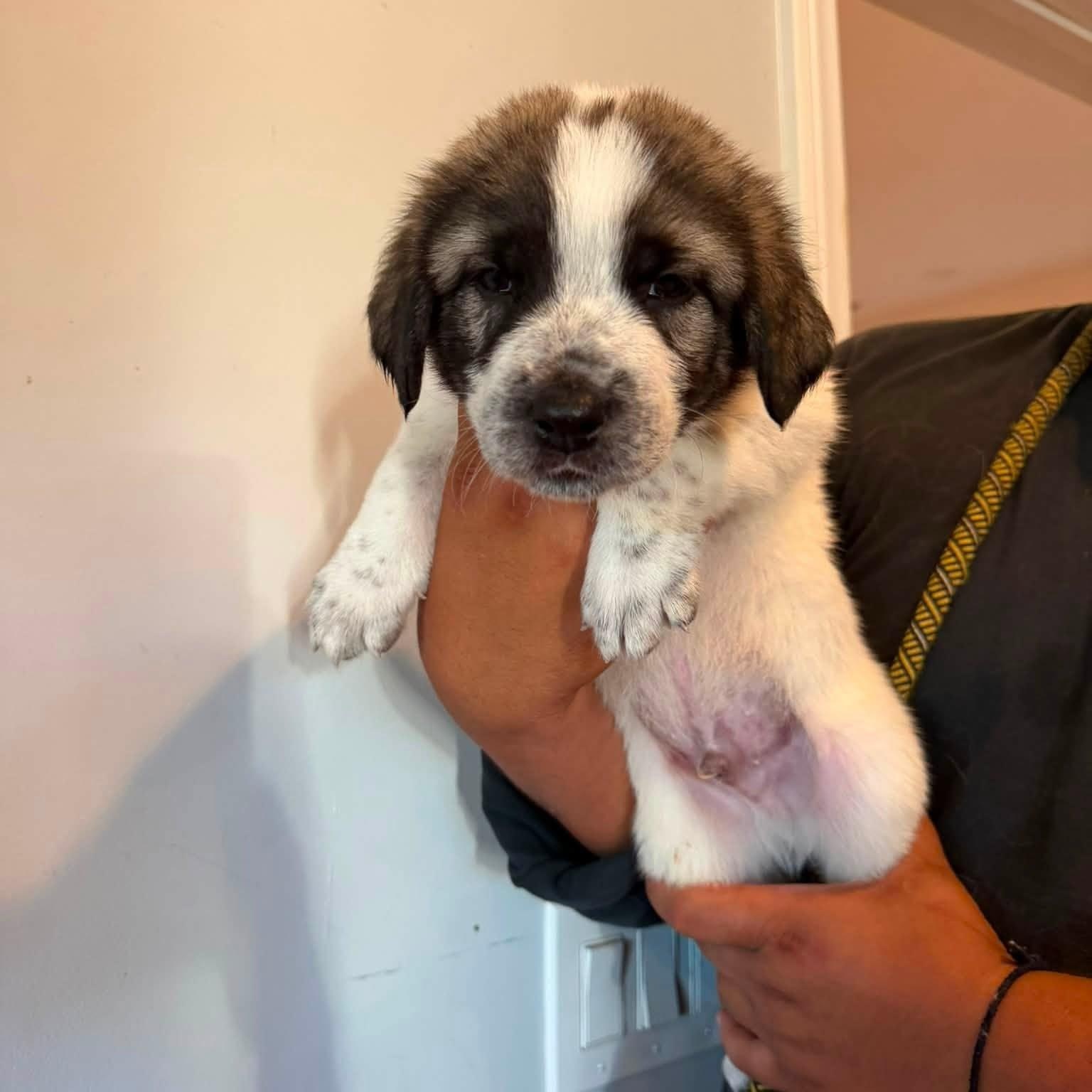 Momo, adopted, Puppy Male Anatolian Shepherd.