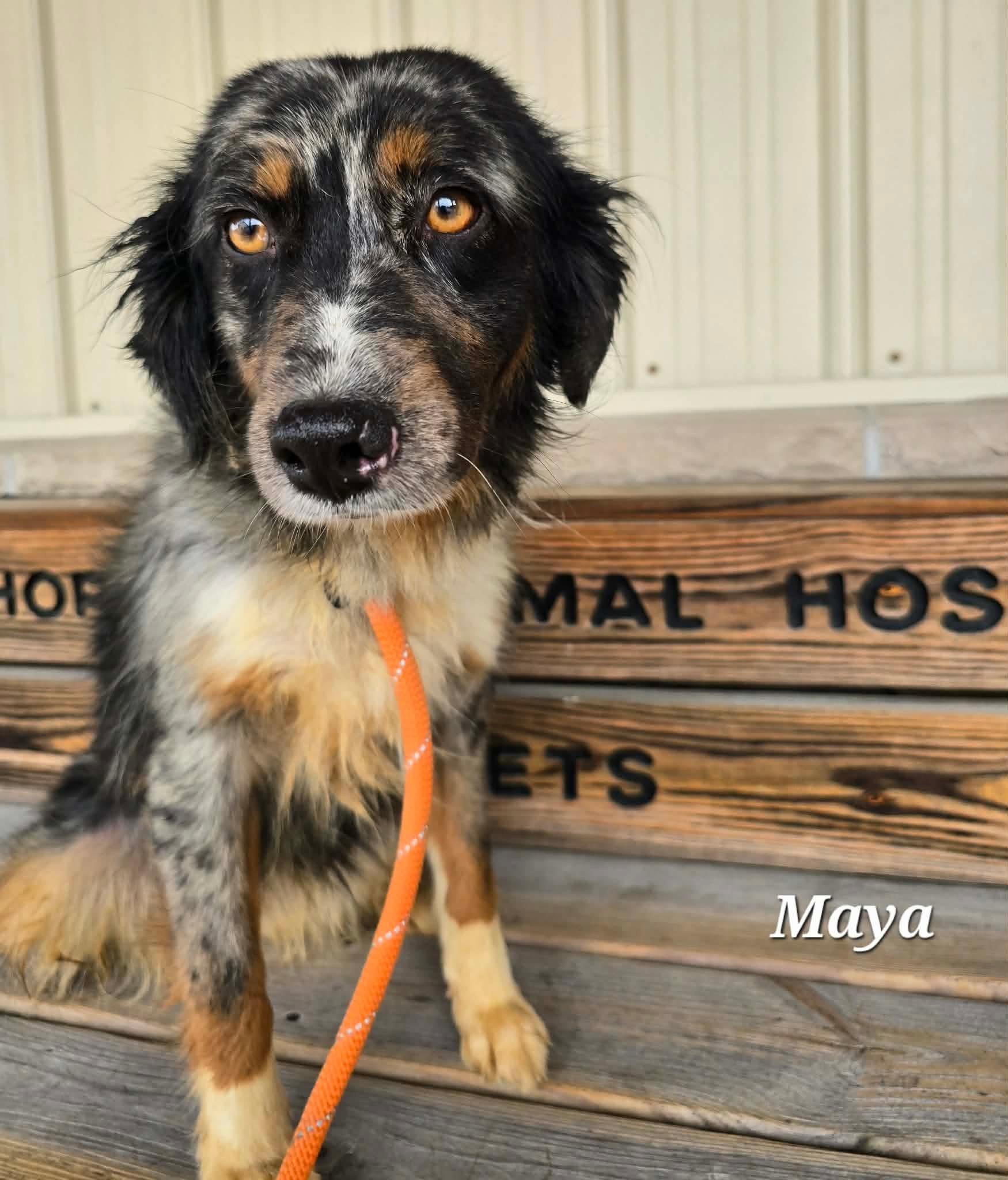 Maya, a ADOPTABLE Australian Shepherd in St. Clairsville, OH image 1/5