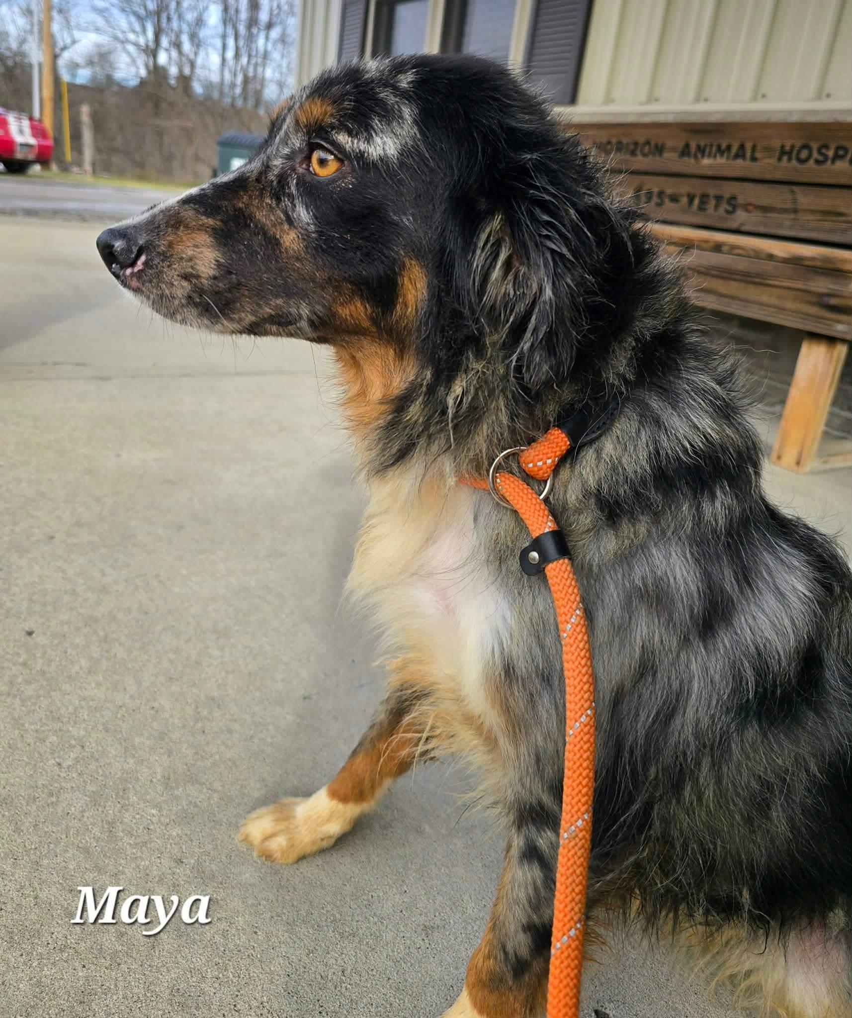 Maya, a ADOPTABLE Australian Shepherd in St. Clairsville, OH image 5/5