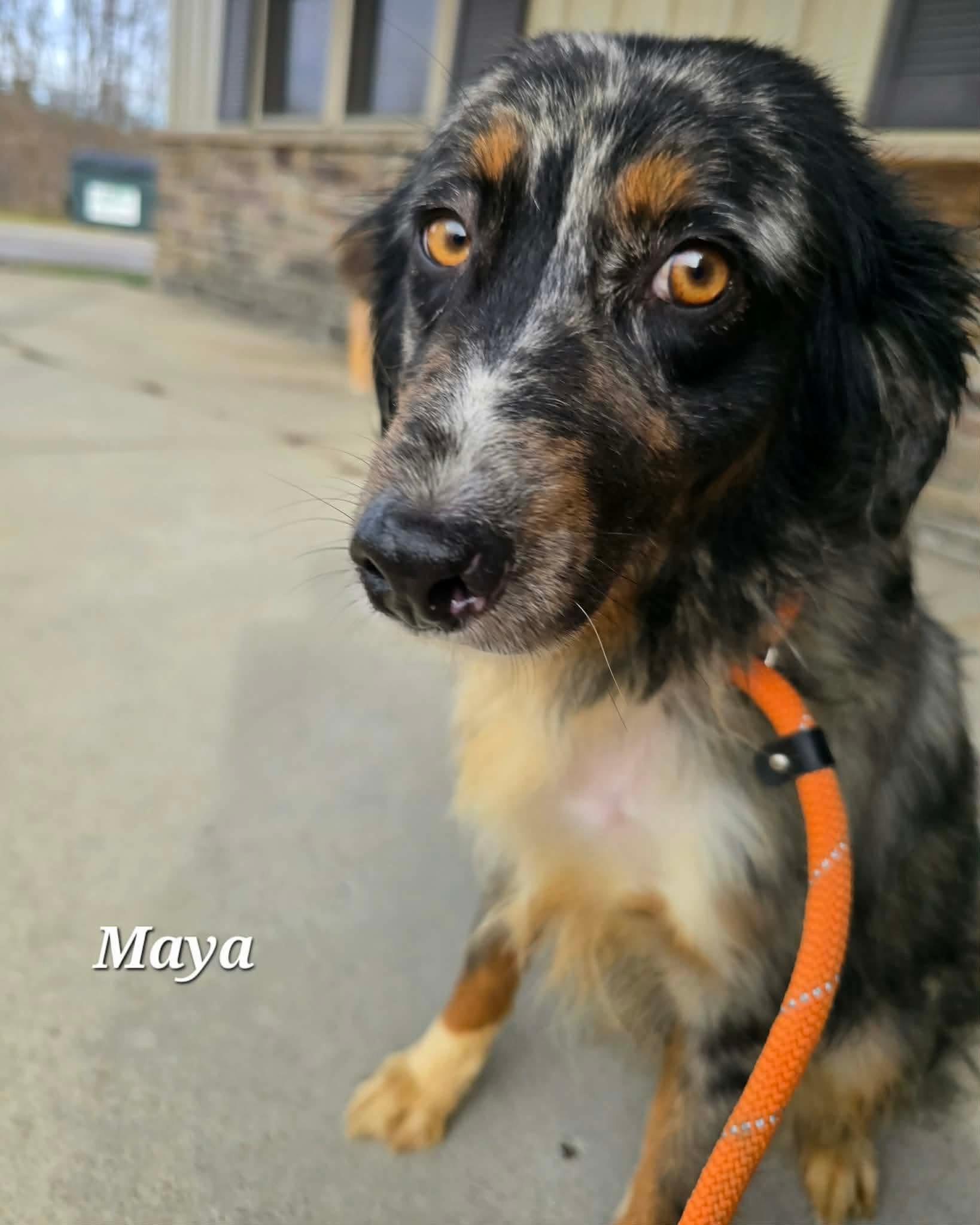 Maya, a ADOPTABLE Australian Shepherd in St. Clairsville, OH image 4/5