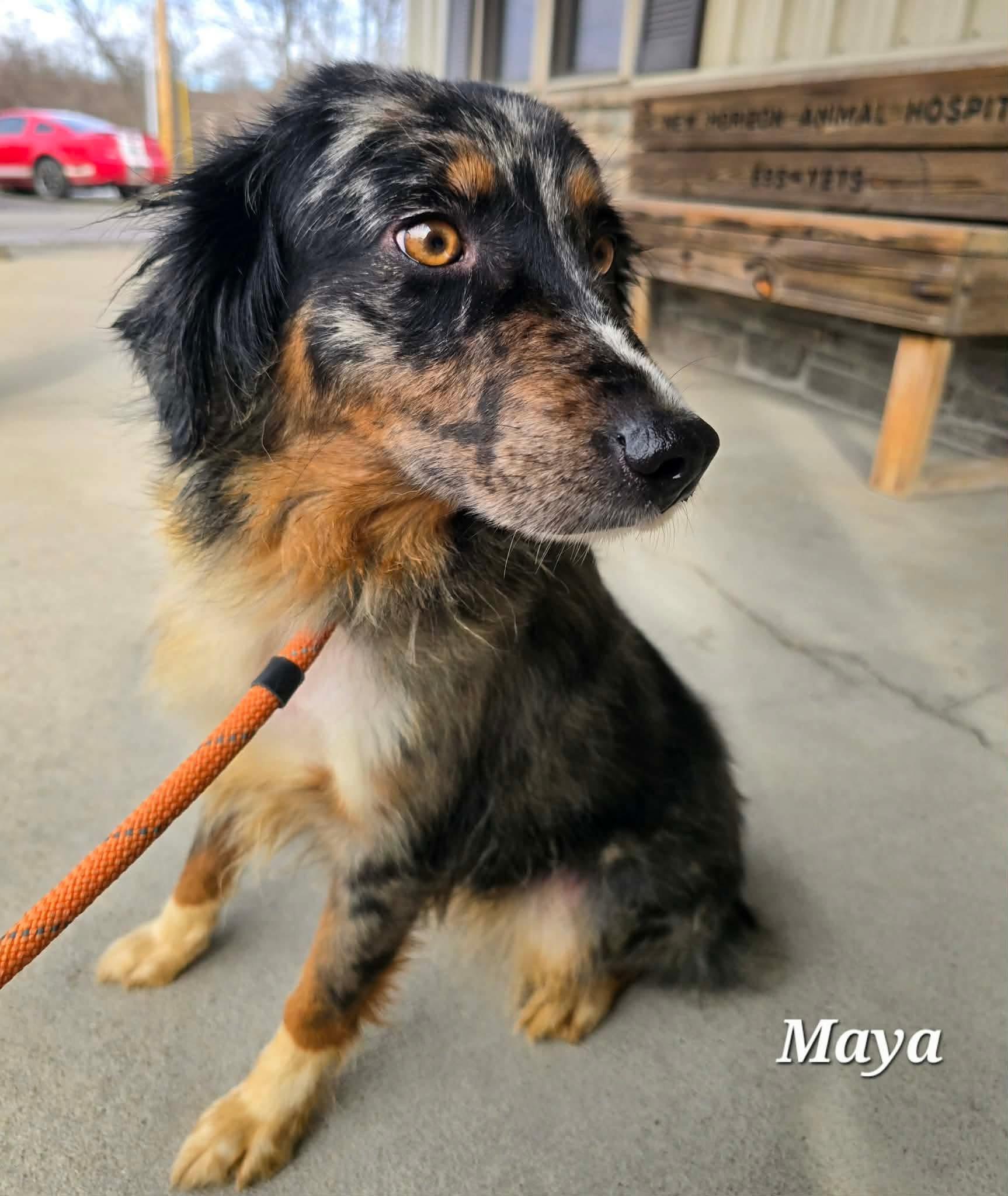 Maya, a ADOPTABLE Australian Shepherd in St. Clairsville, OH image 2/5