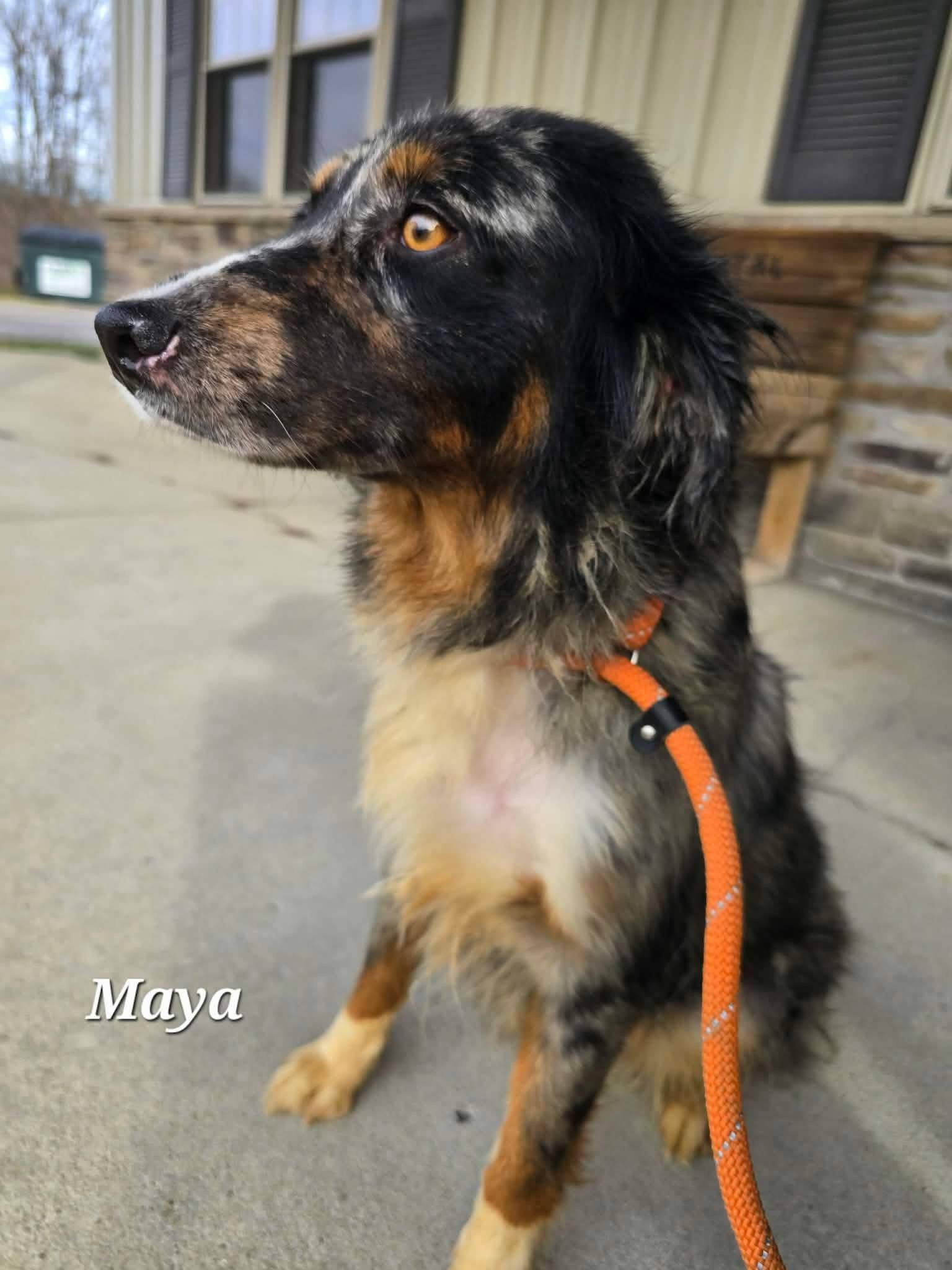 Maya, a ADOPTABLE Australian Shepherd in St. Clairsville, OH image 3/5