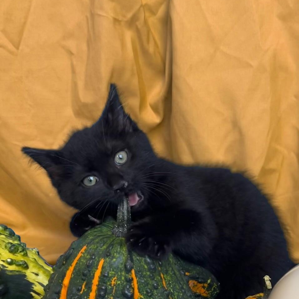 Maple, a Adoptable Domestic Short Hair in Seneca, SC image 1/4