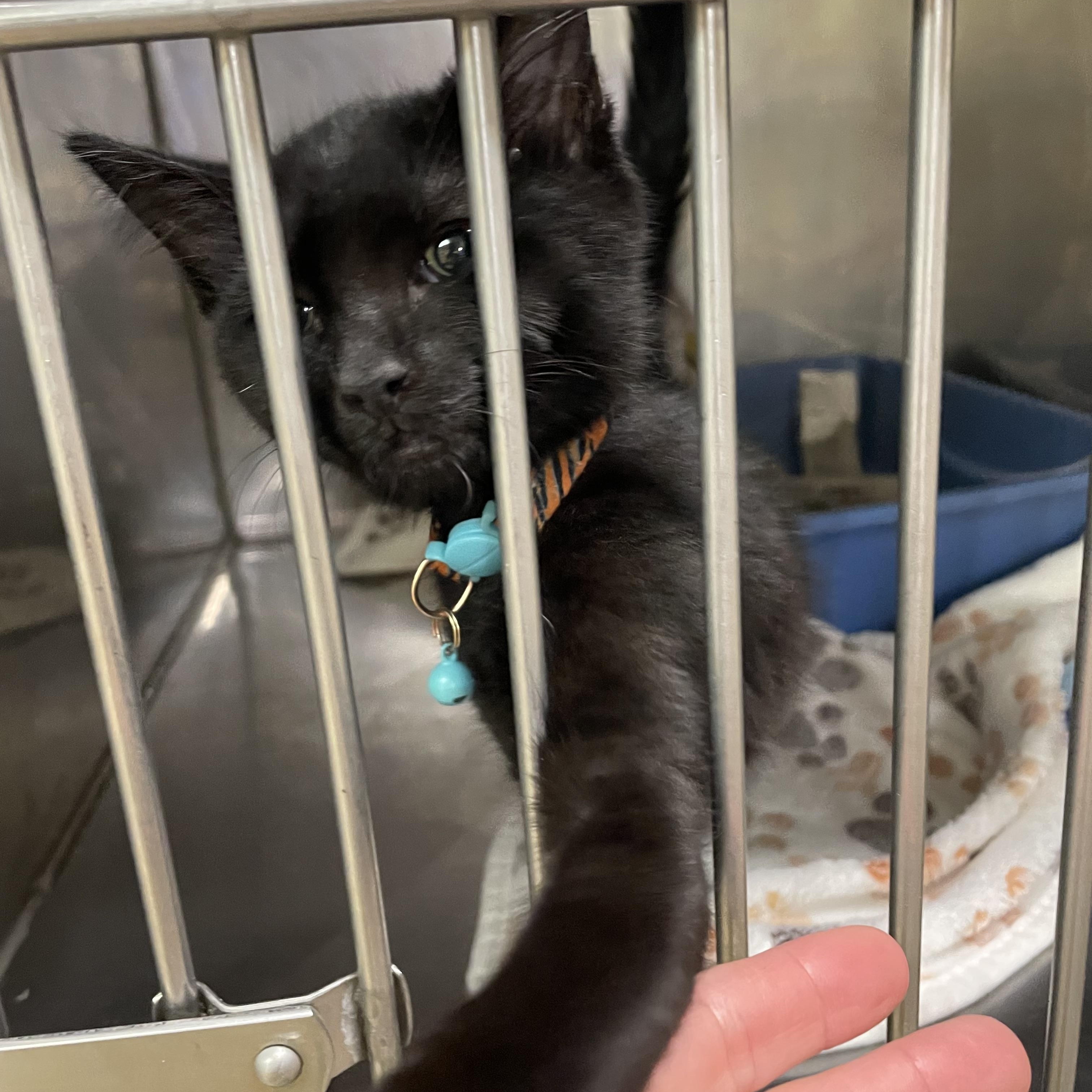 Maple, a Adoptable Domestic Short Hair in Seneca, SC image 2/4